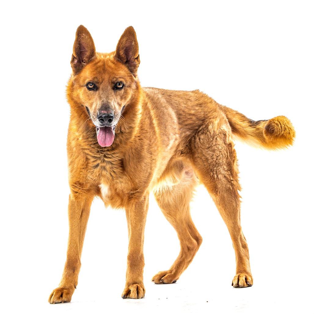 Enlarge Tobi, a Adoptable Belgian Shepherd / Malinois in Reno, NV image 4/4