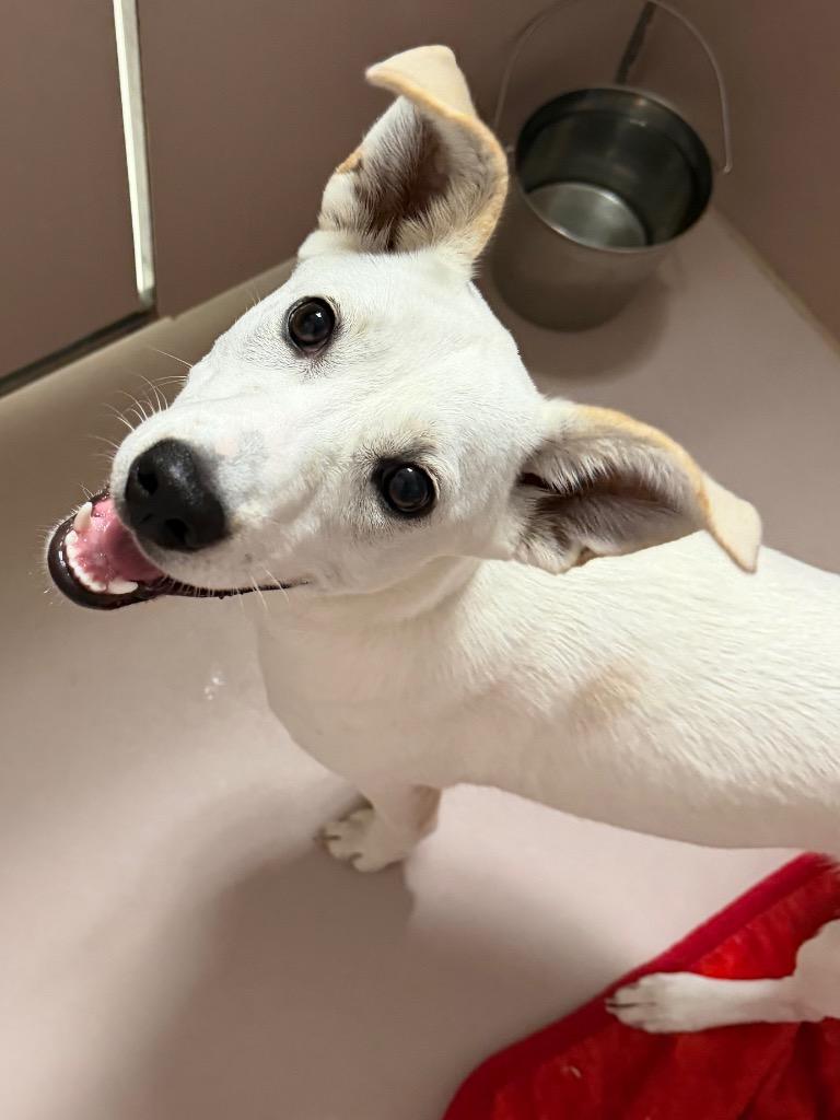 Enlarge Yeti, a Adoptable mixed breed in Sherwood, AR image 1/2