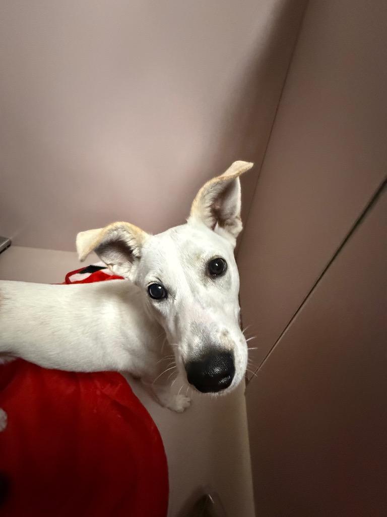 Enlarge Yeti, a Adoptable mixed breed in Sherwood, AR image 2/2