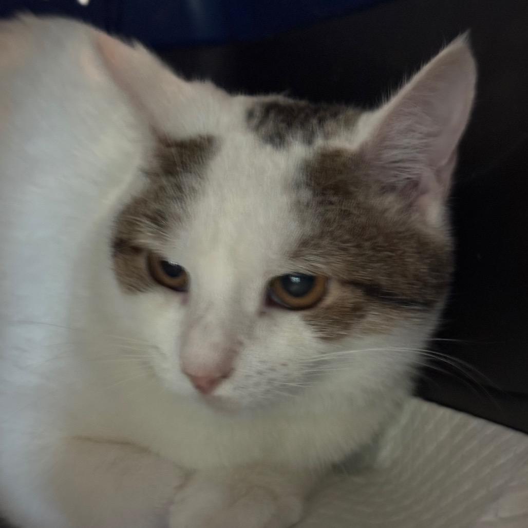 Snow, a Adoptable Domestic Short Hair in TITUSVILLE, FL image 1/6