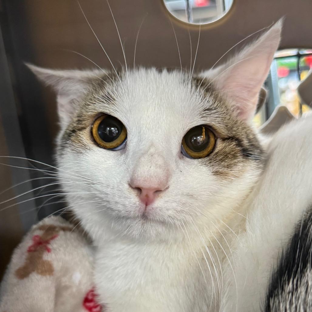 Snow, a Adoptable Domestic Short Hair in TITUSVILLE, FL image 2/6