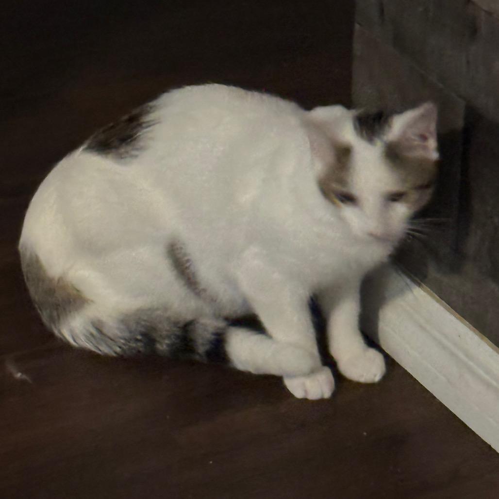 Snow, a Adoptable Domestic Short Hair in TITUSVILLE, FL image 3/6