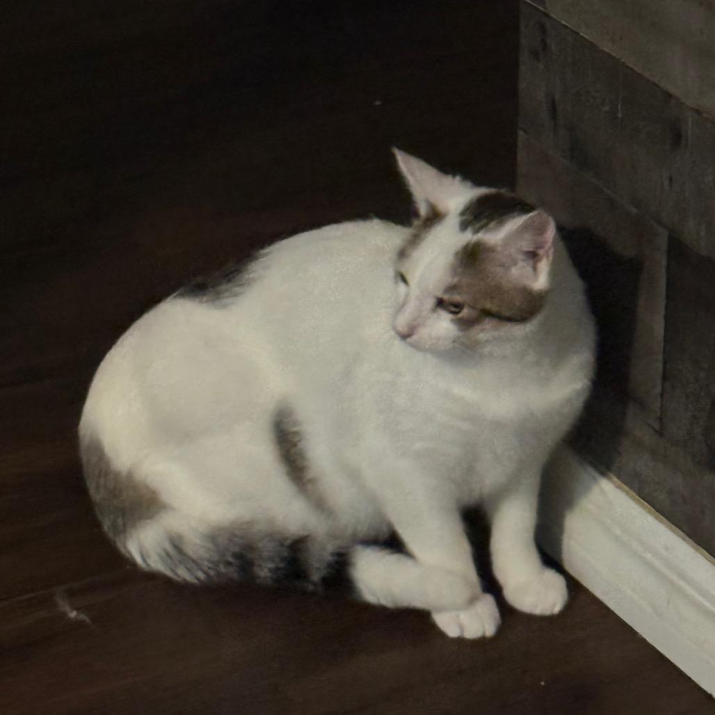 Snow, a Adoptable Domestic Short Hair in TITUSVILLE, FL image 4/6