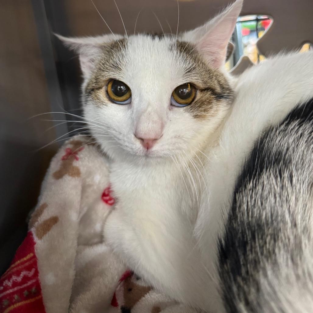 Snow, a Adoptable Domestic Short Hair in TITUSVILLE, FL image 6/6