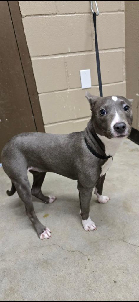 Suzie, Adoptable, Puppy Female Pit Bull Terrier.