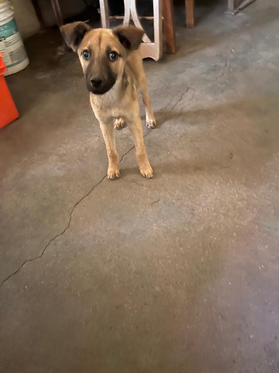 MERLINA, Baby Female Shepherd