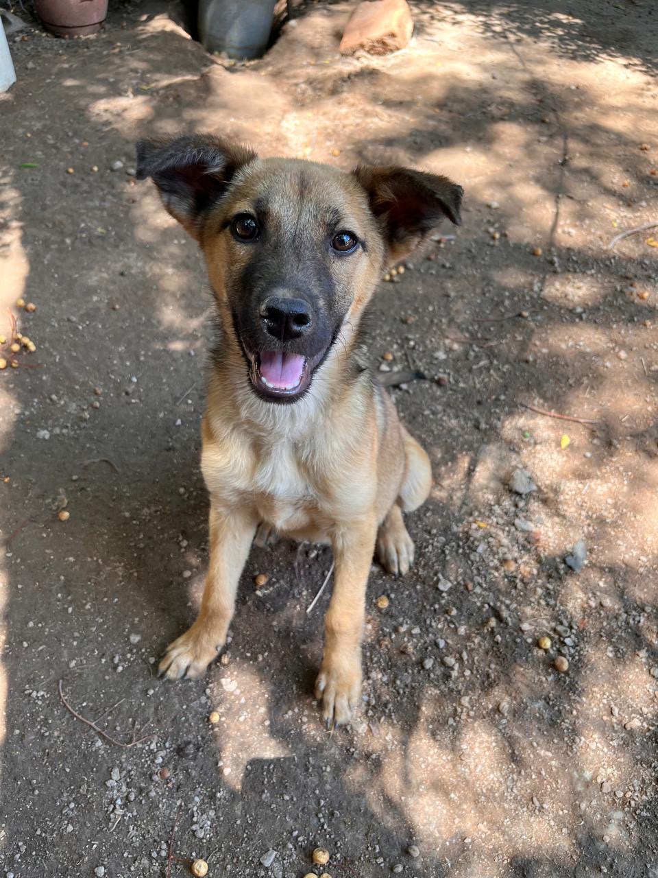 MERLINA, an adoptable Shepherd in Nogales, SON, 84093 | Photo Image 2