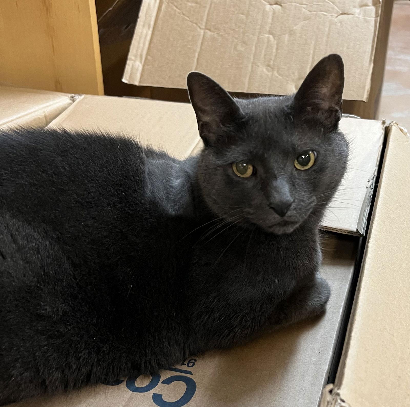 Enlarge Dorian, a Adoptable Domestic Short Hair in Blasdell, NY image 1/1