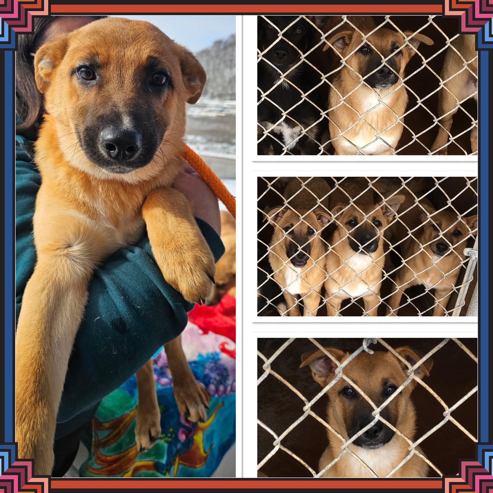 HARRY POOCHER, ADOPTABLE, Puppy Male Shepherd.