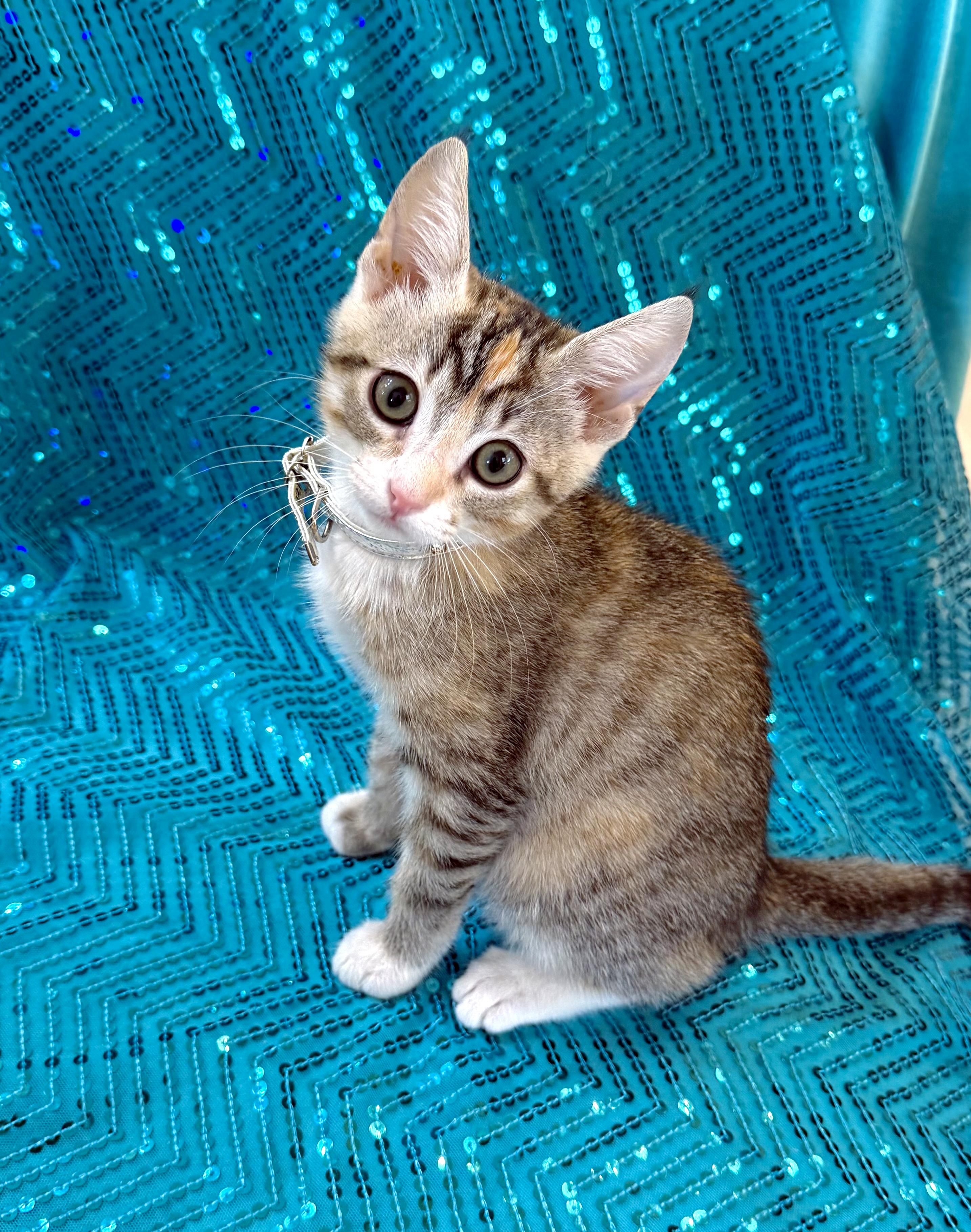 Enlarge Eloise, a ADOPTABLE mixed breed in Lake Monroe, FL image 2/6