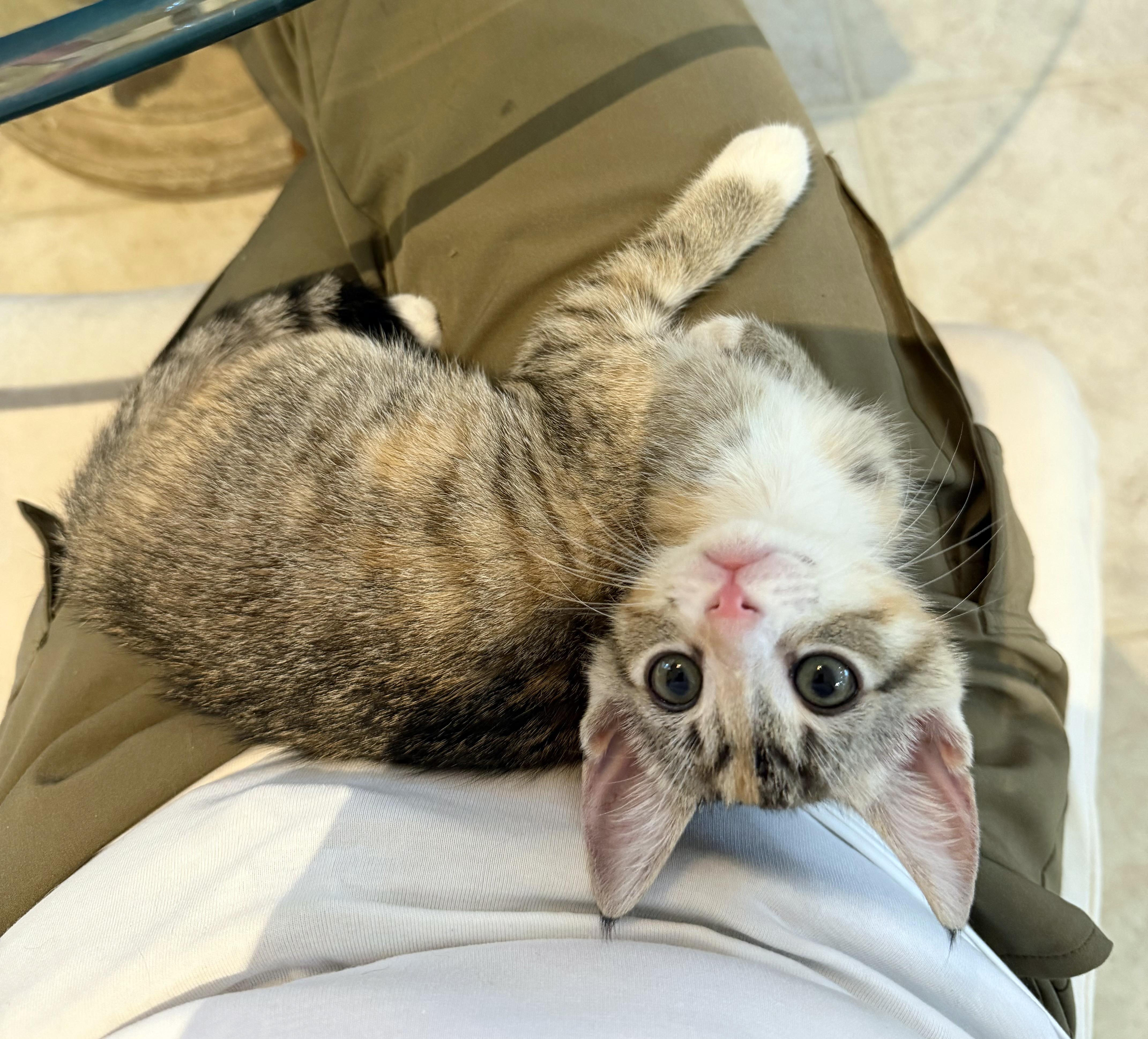 Enlarge Eloise, a ADOPTABLE mixed breed in Lake Monroe, FL image 3/6