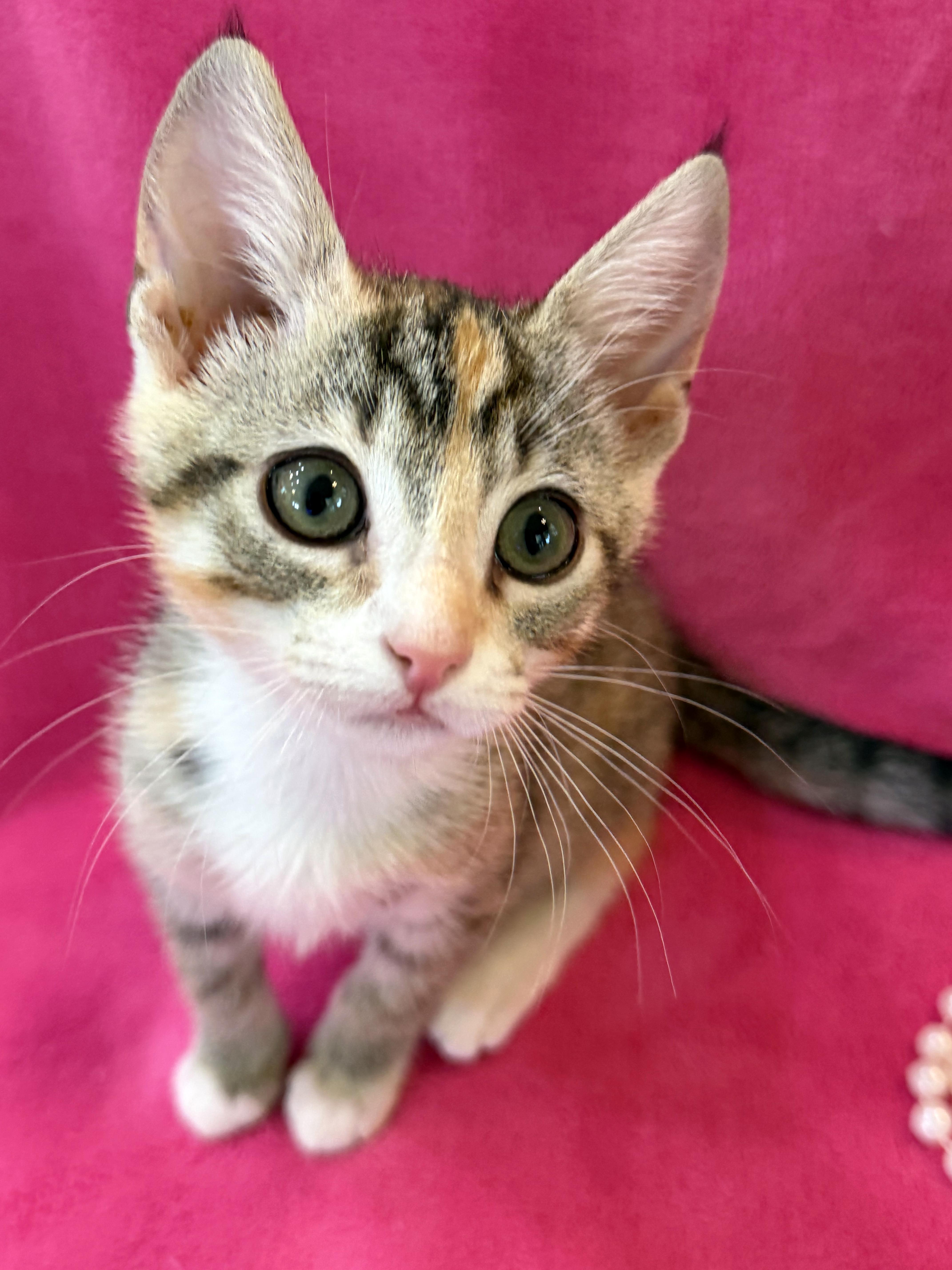 Enlarge Eloise, a ADOPTABLE mixed breed in Lake Monroe, FL image 1/6
