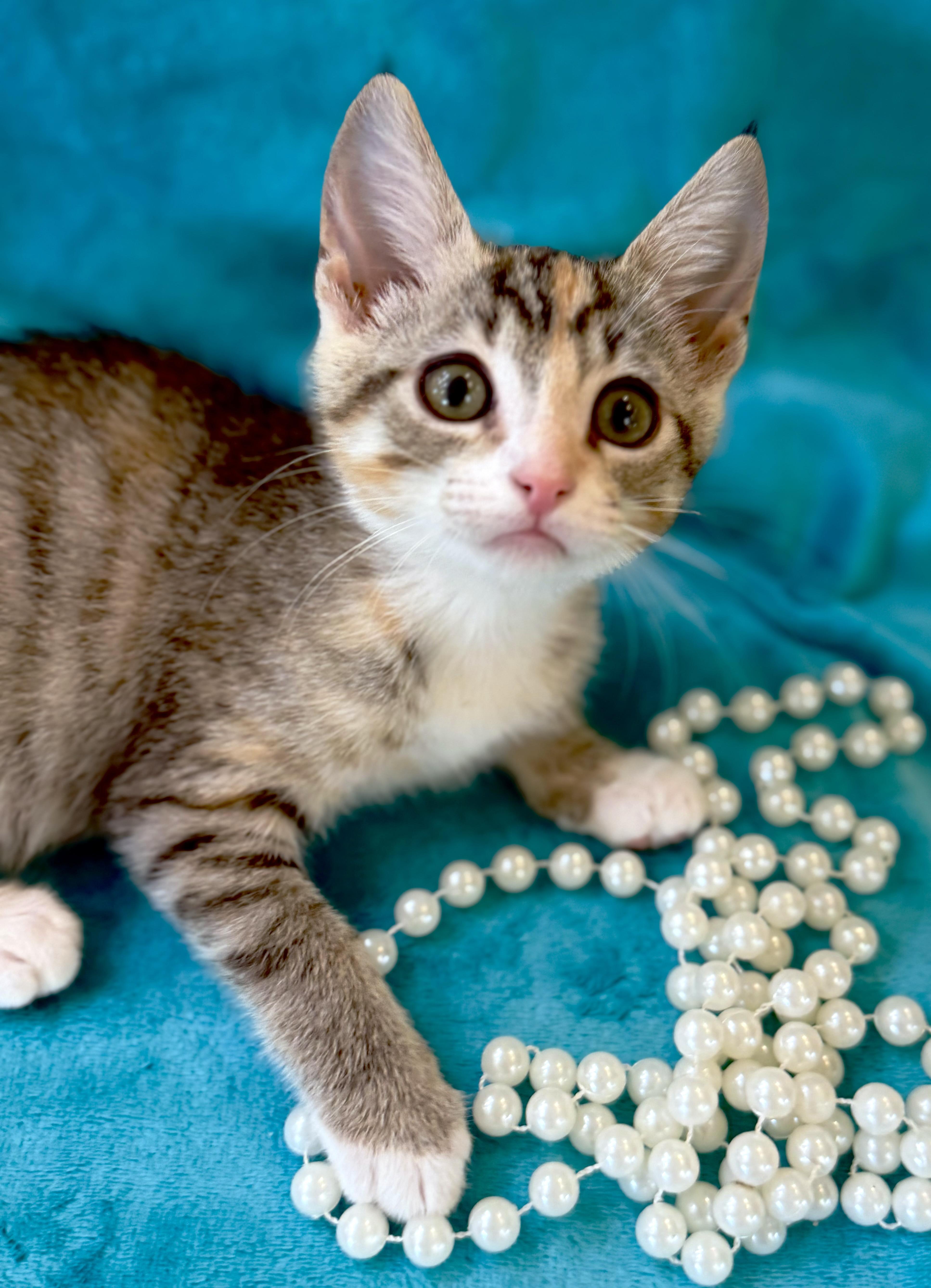 Enlarge Eloise, a ADOPTABLE mixed breed in Lake Monroe, FL image 6/6