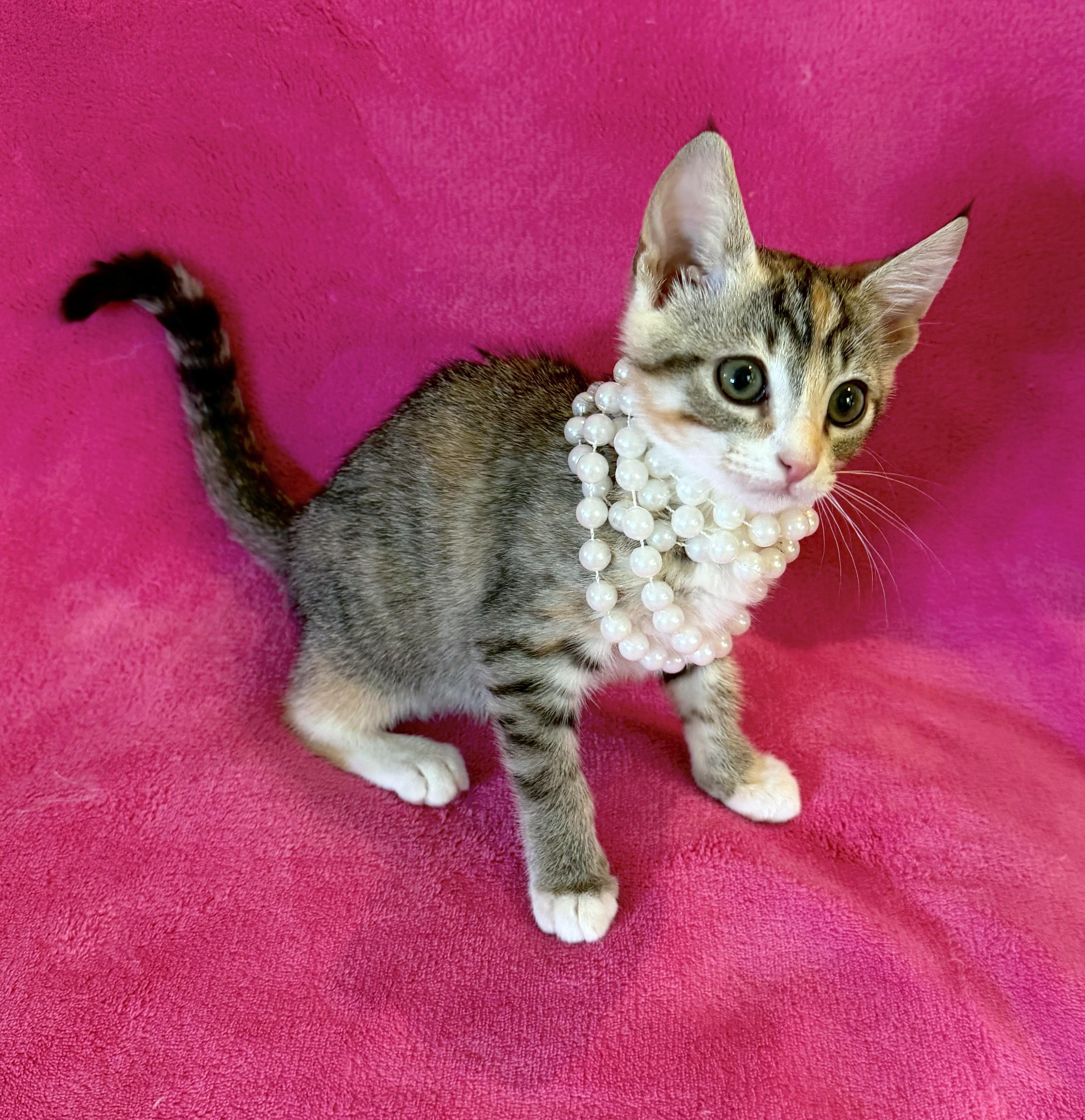 Enlarge Eloise, a ADOPTABLE mixed breed in Lake Monroe, FL image 4/6