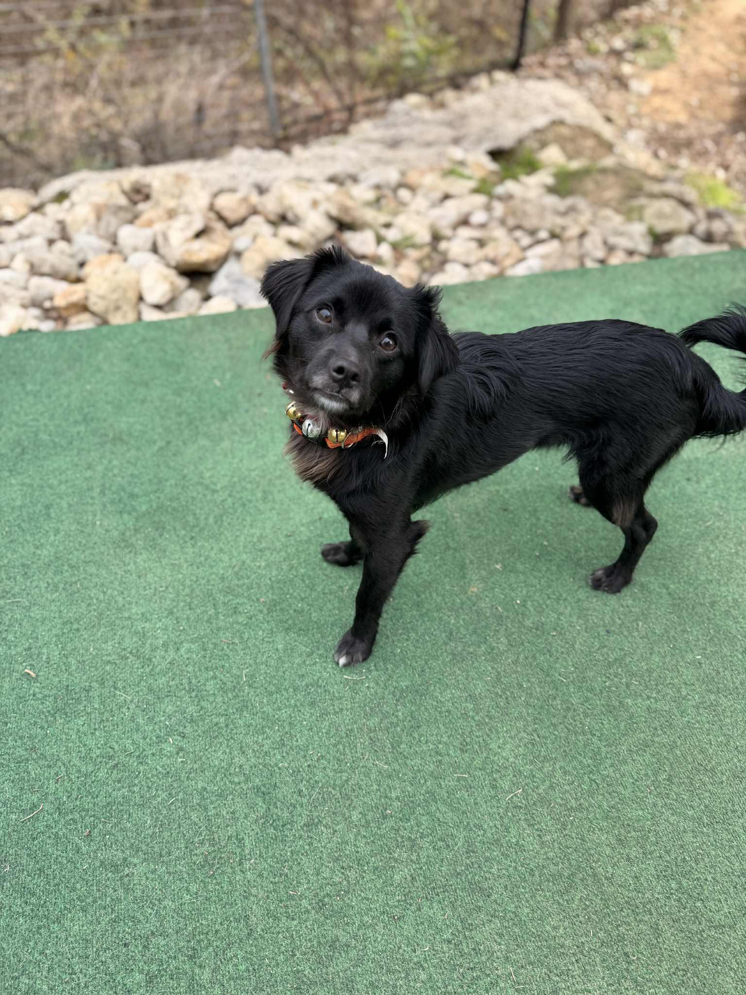 Chucky, ADOPTABLE, Adult Male Chihuahua.