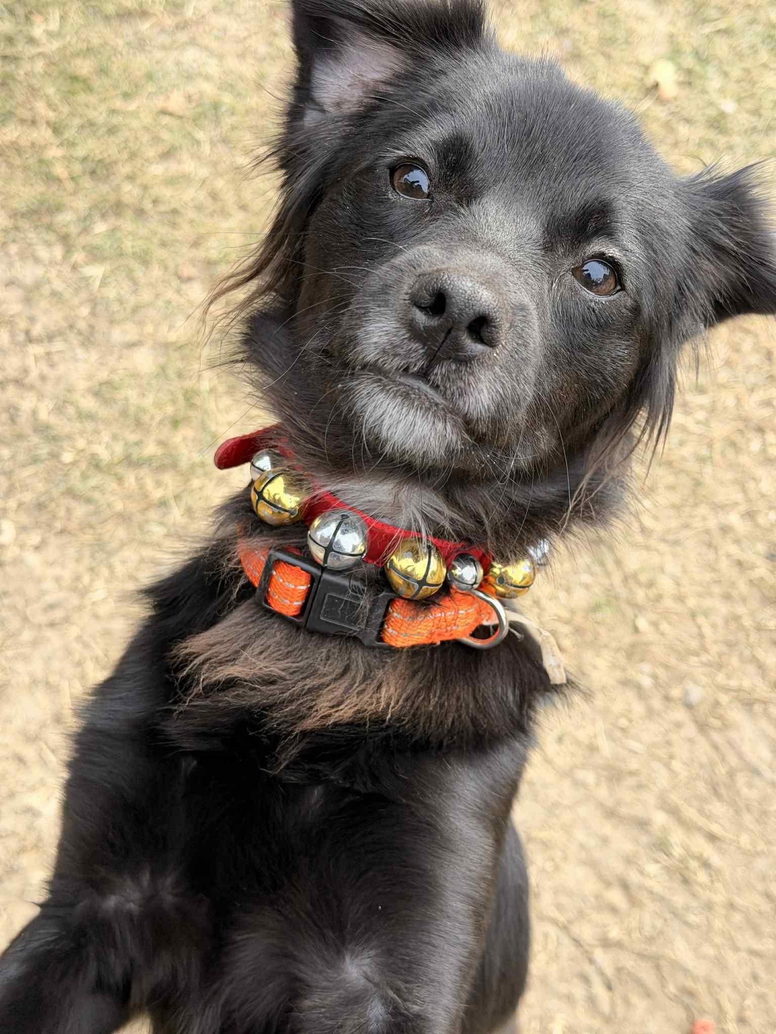 Enlarge Chucky, a ADOPTABLE mixed breed in Mansfield, TX image 2/2