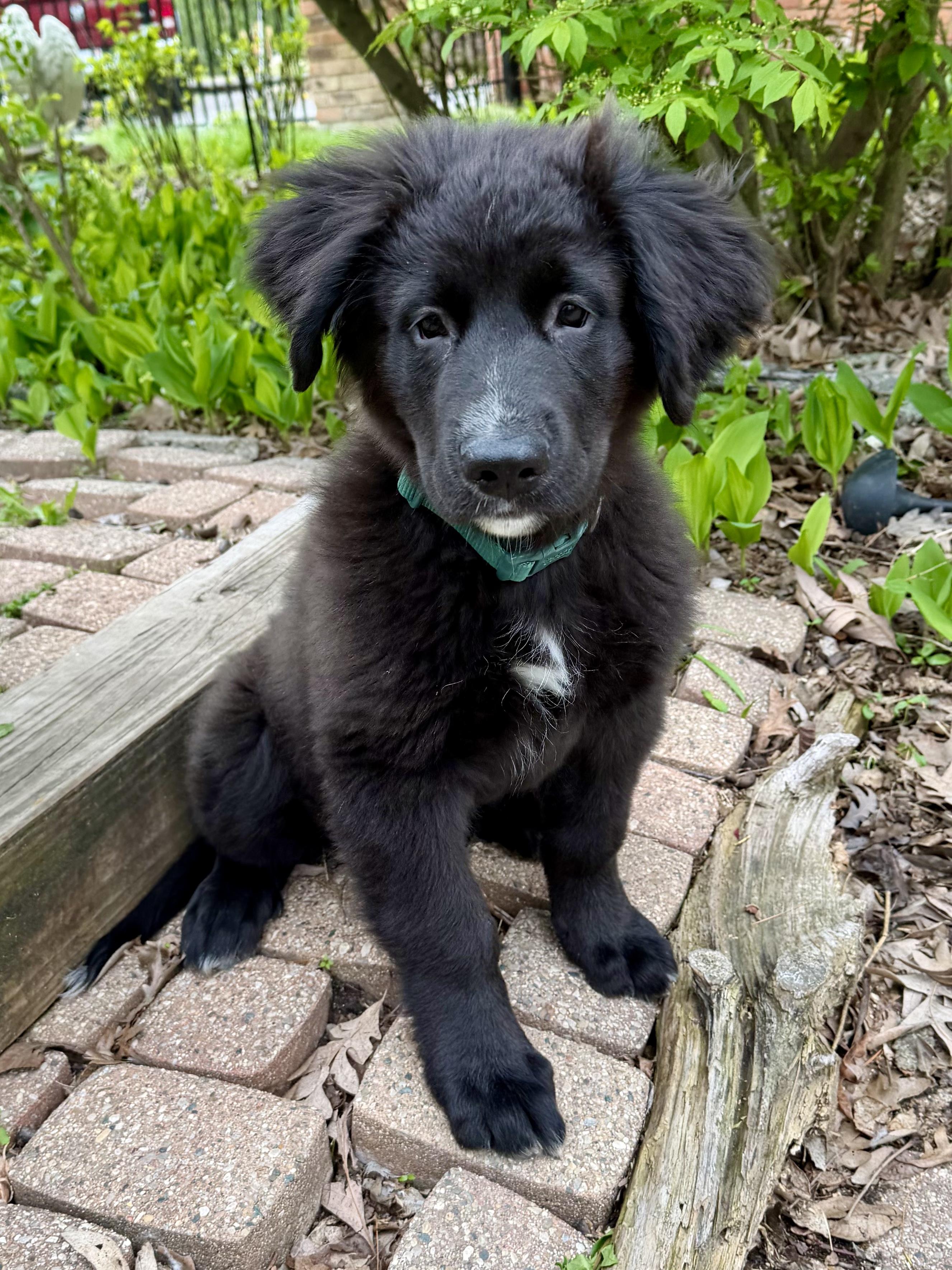 THEO- Needs a forever home!, adopted, Puppy Male Saint Bernard & Shepherd.