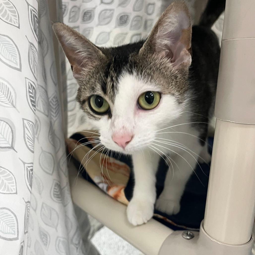 Bonnie, Adoptable, Adult Female Domestic Short Hair.