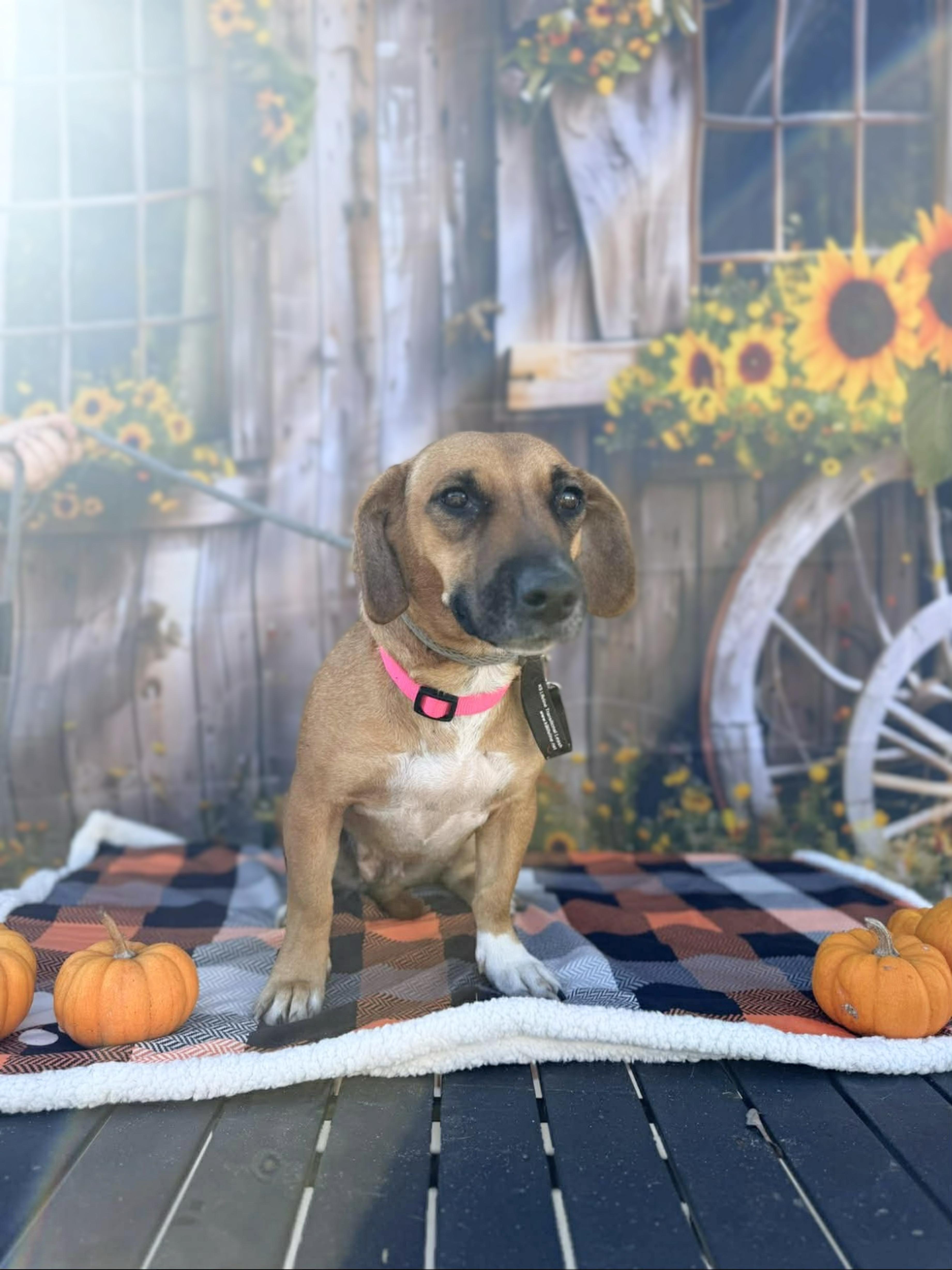 Enlarge Wynter, an adopted mixed breed in Douglas, GA image 2/4