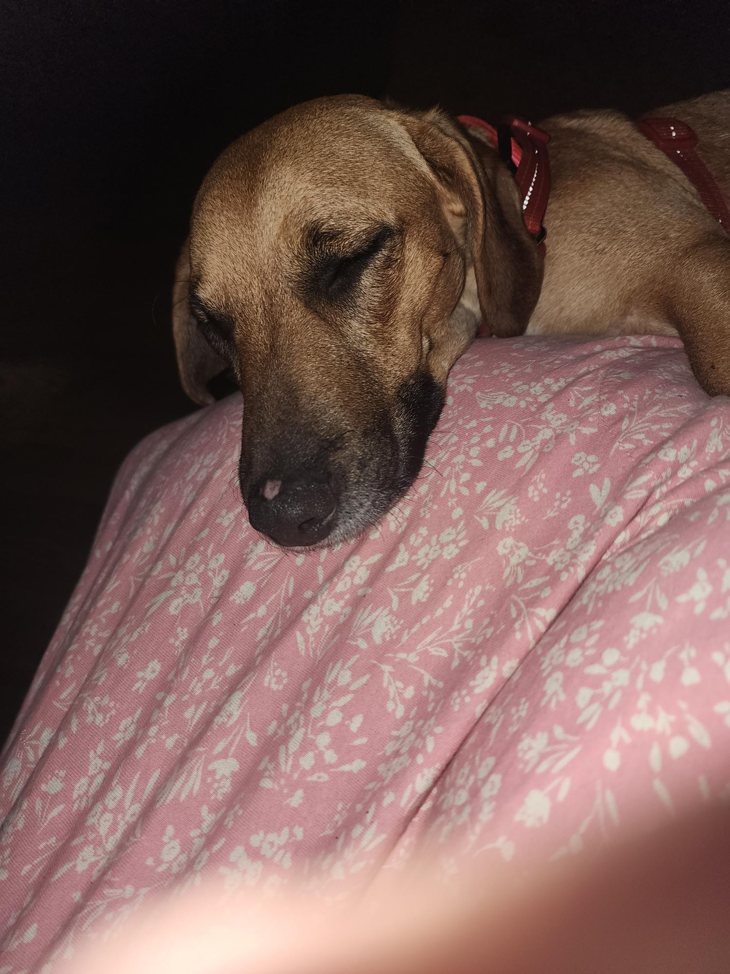 Enlarge Wynter, an adopted mixed breed in Douglas, GA image 3/4