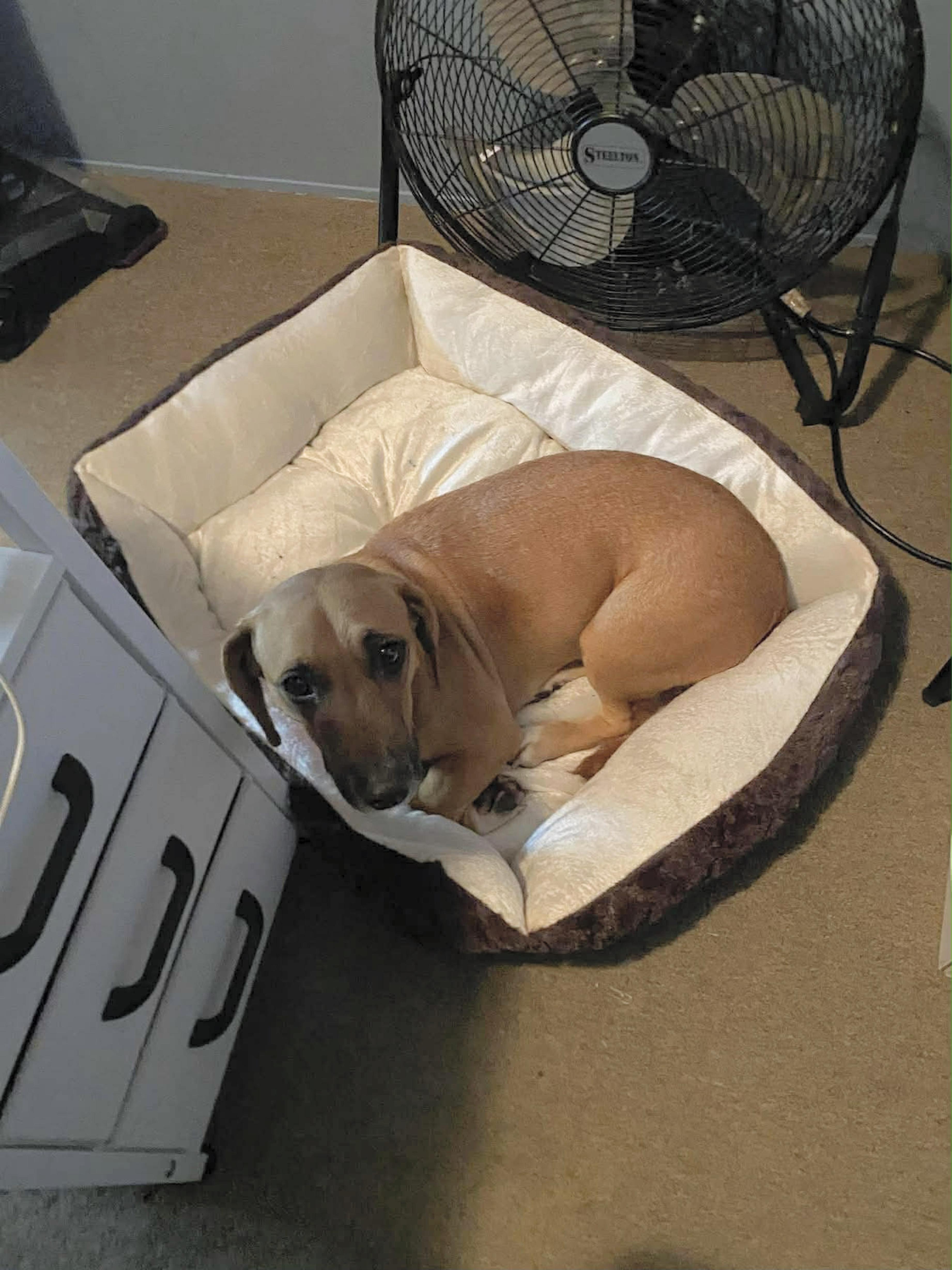 Enlarge Wynter, an adopted mixed breed in Douglas, GA image 1/4