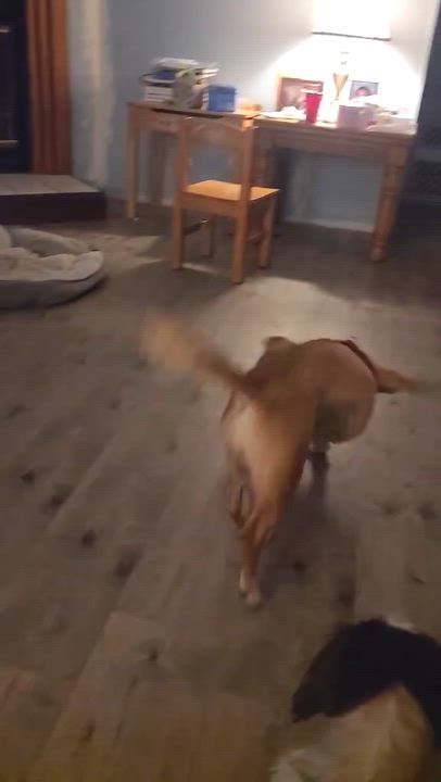 Enlarge Wynter, an adopted mixed breed in Douglas, GA video 4/4