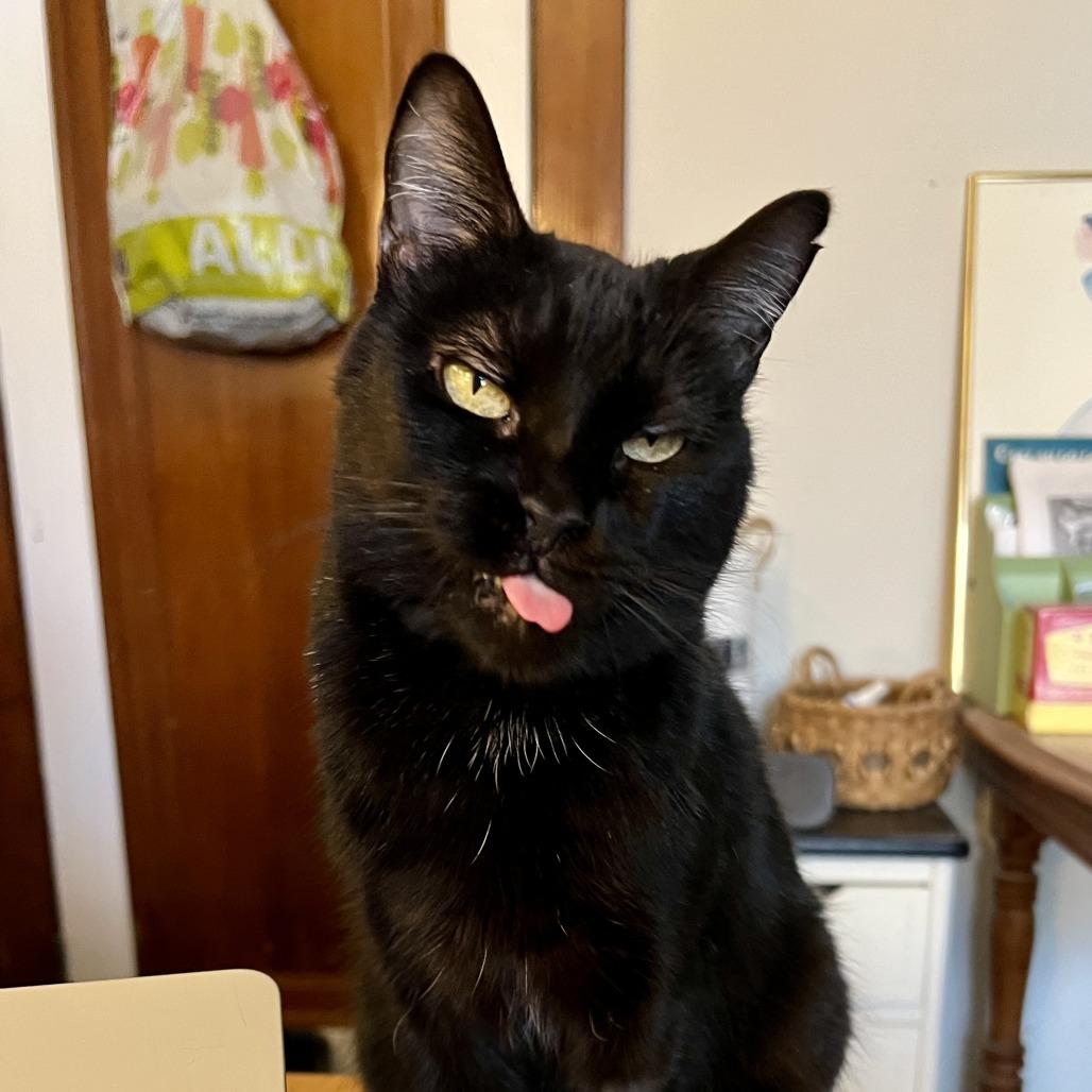 Enlarge Auntie Em, a Adoptable Domestic Short Hair in St. Louis, MO image 2/6