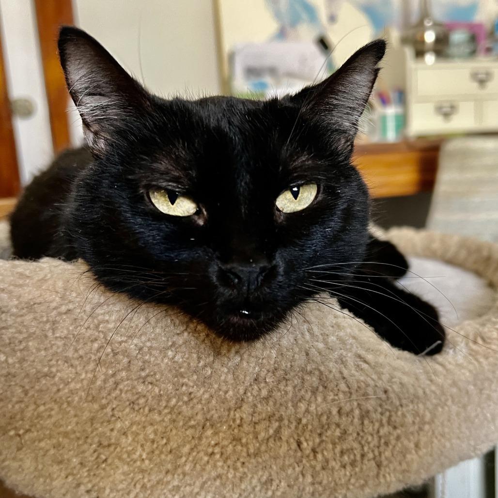 Enlarge Auntie Em, a Adoptable Domestic Short Hair in St. Louis, MO image 4/6