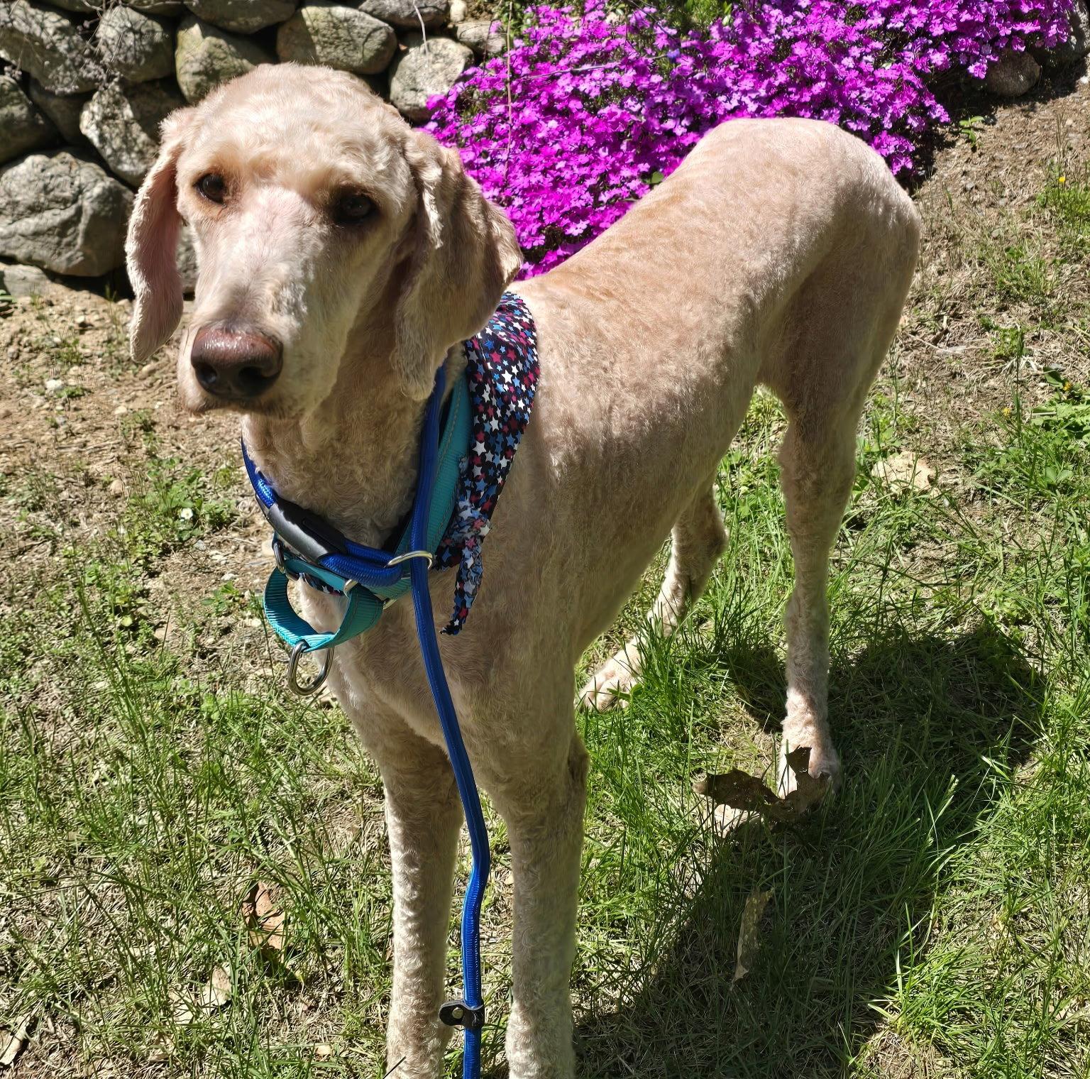 CASHMAN, Adopted, Adult Male Standard Poodle.