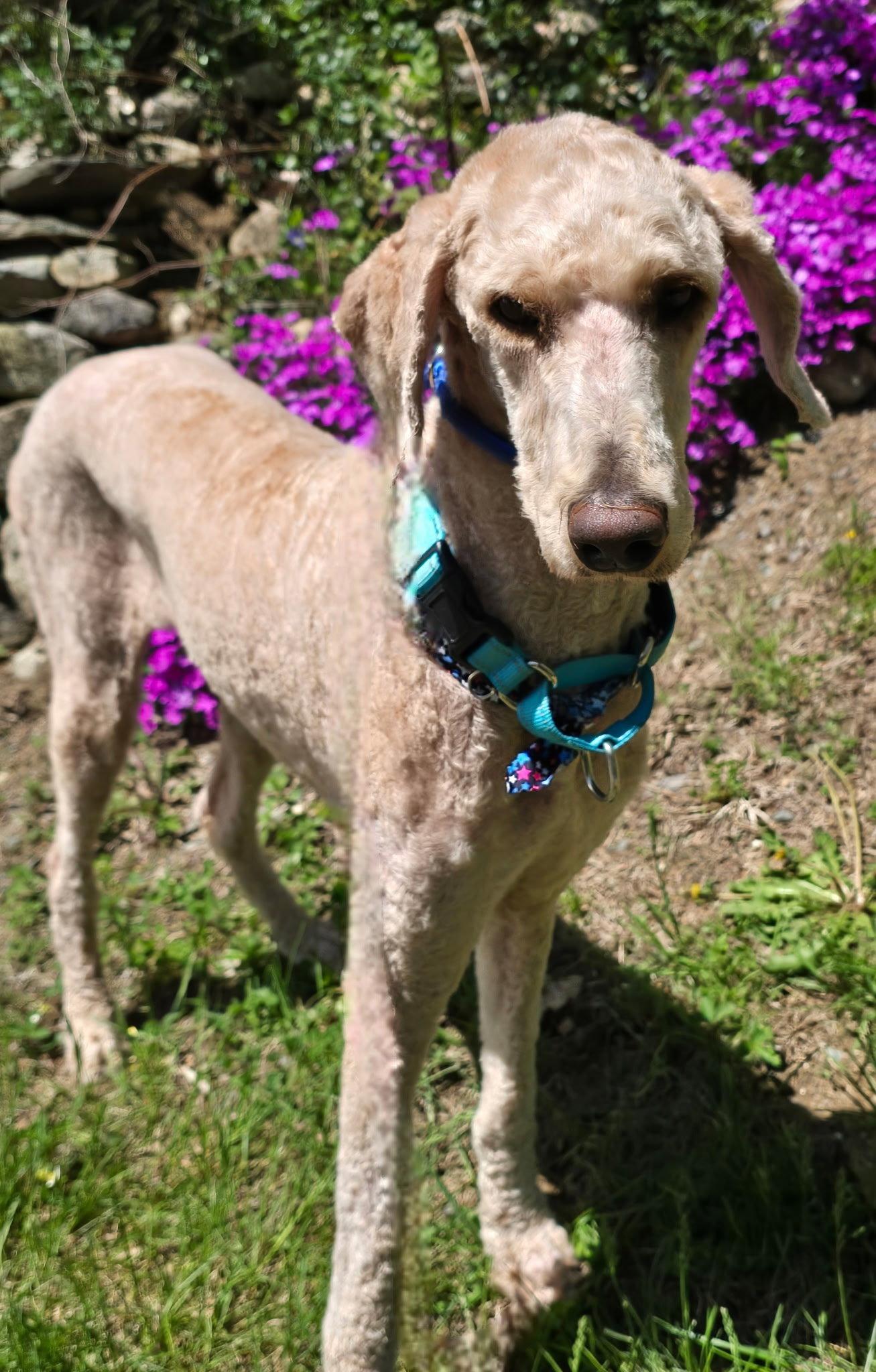Enlarge CASHMAN, a Adopted Standard Poodle in Franklin, TN image 2/3