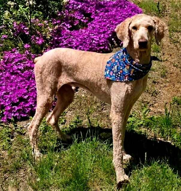 Enlarge CASHMAN, a Adopted Standard Poodle in Franklin, TN image 3/3