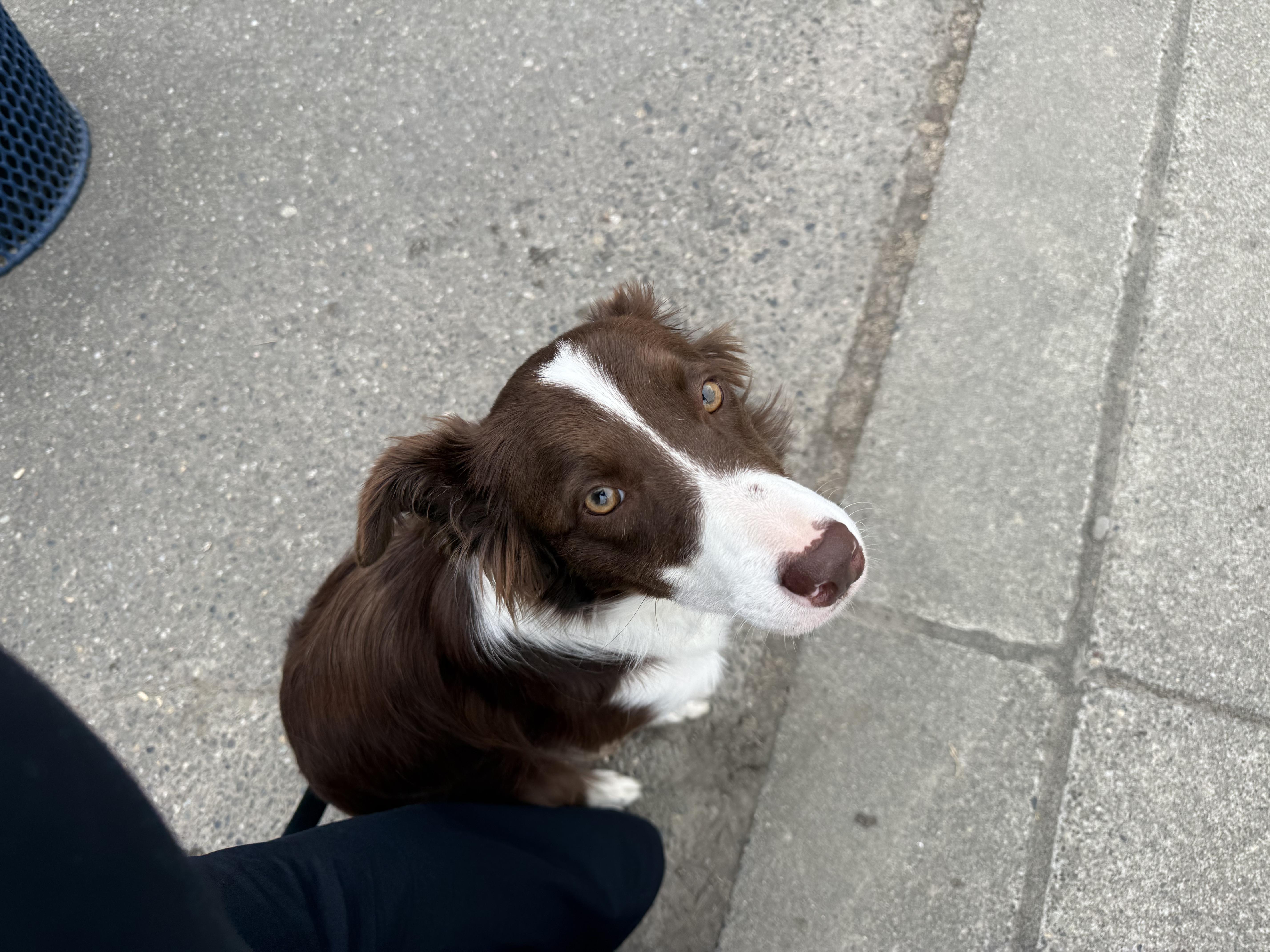 Enlarge Kia, a Adoptable Border Collie in Shelton, WA image 5/5