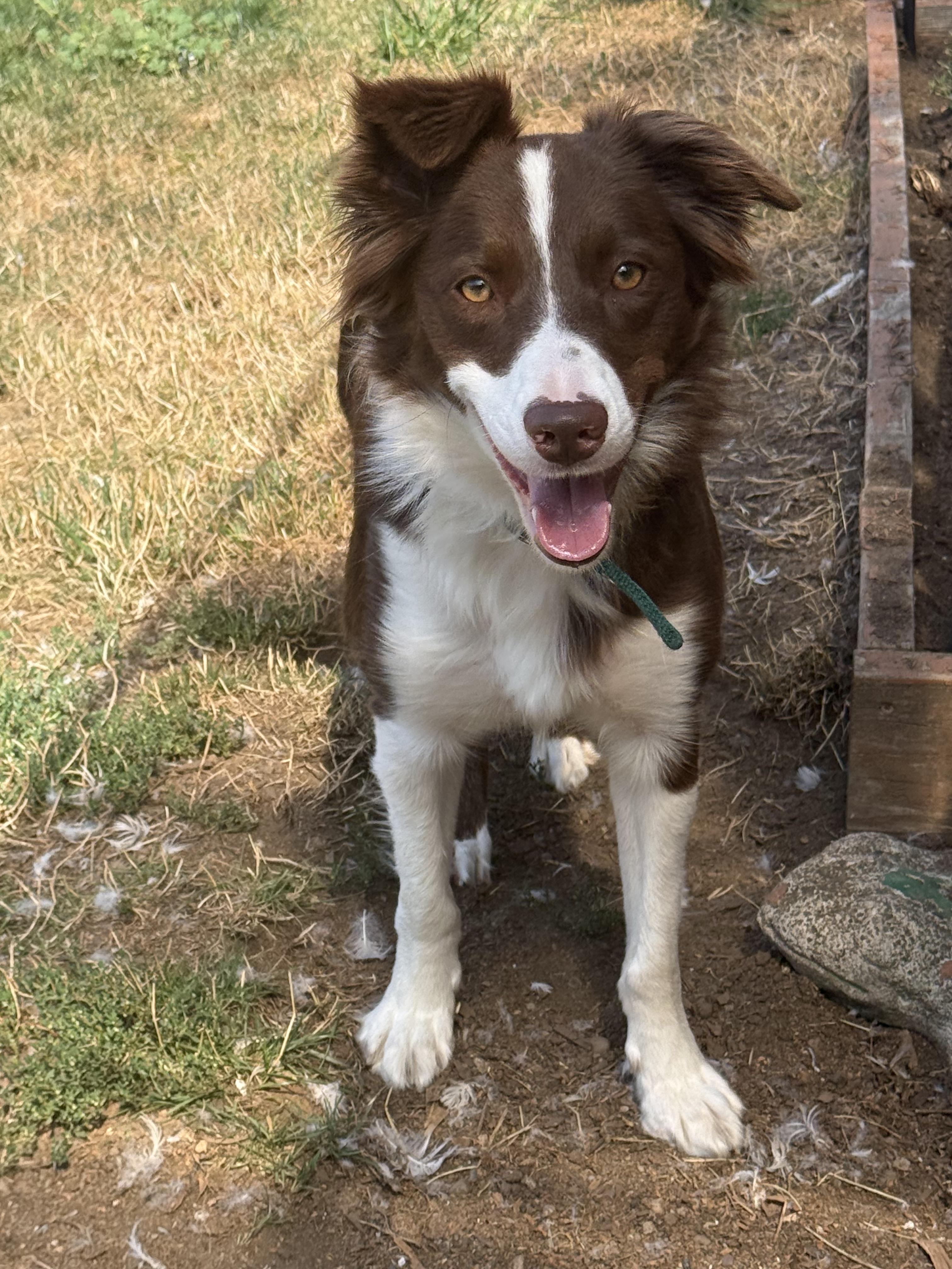 Kia, Adoptable, Young Female Border Collie.