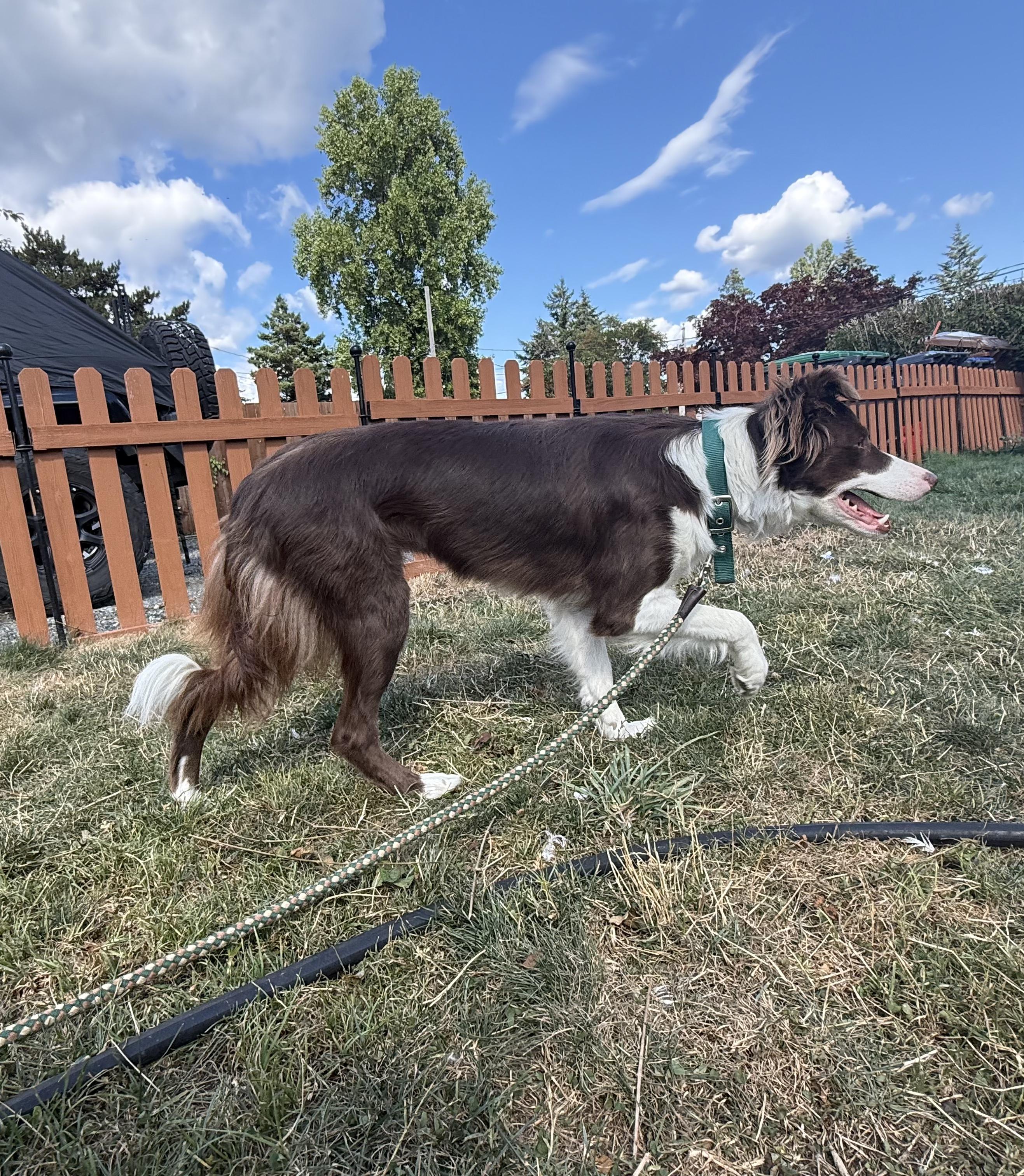 Enlarge Kia, a Adoptable Border Collie in Shelton, WA image 2/5