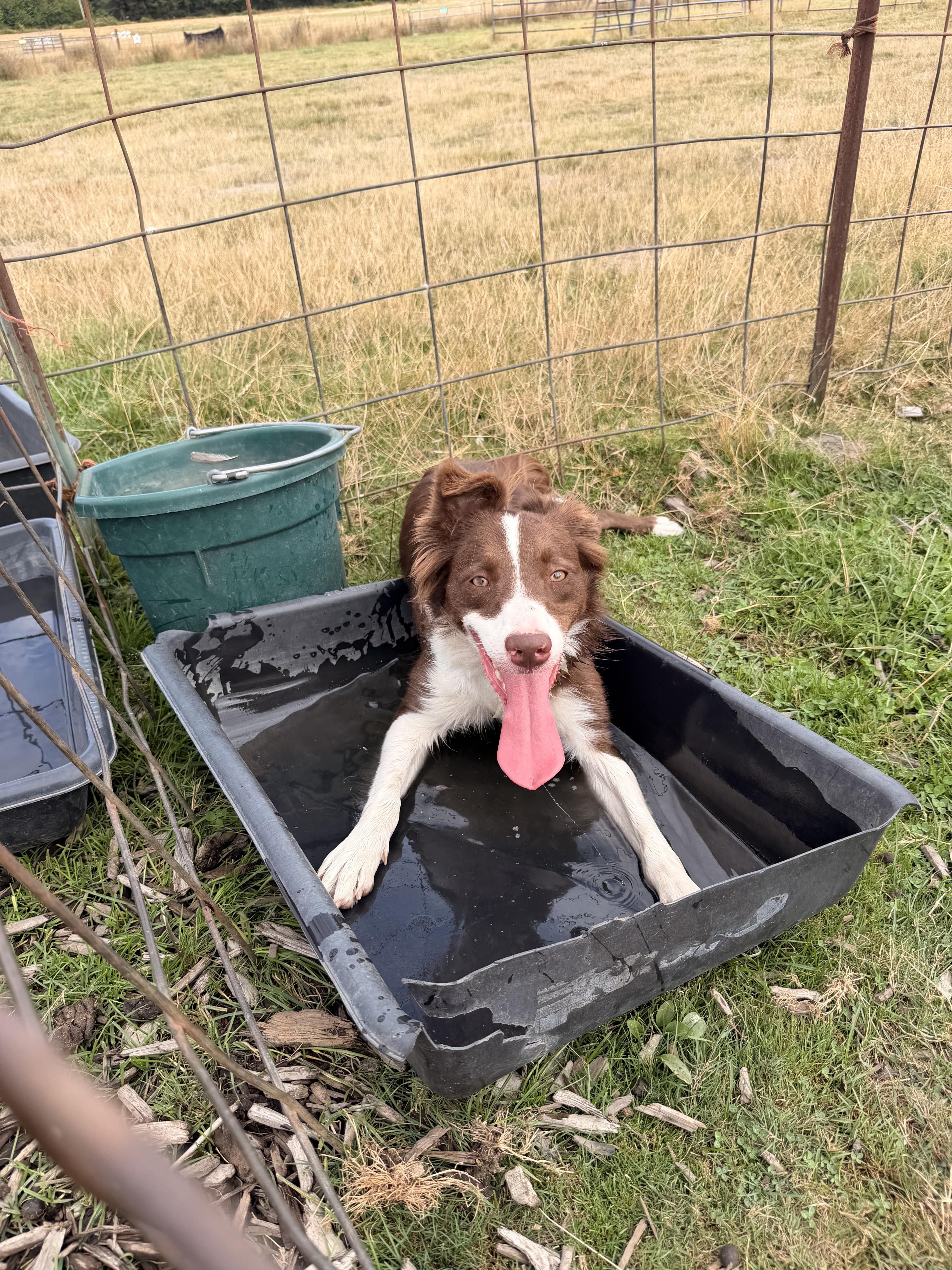 Enlarge Kia, a Adoptable Border Collie in Shelton, WA image 4/5