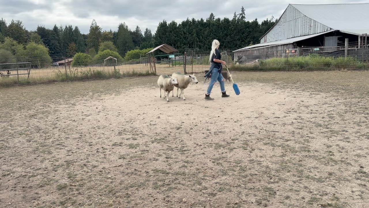 Enlarge Kia, a Adoptable Border Collie in Shelton, WA video 3/5