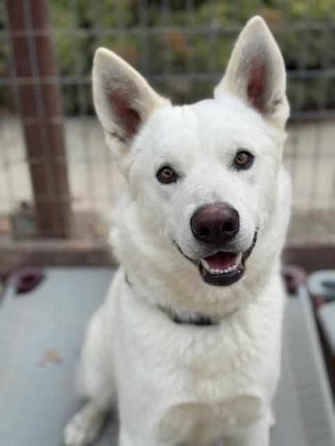 Beau Husky Dog
