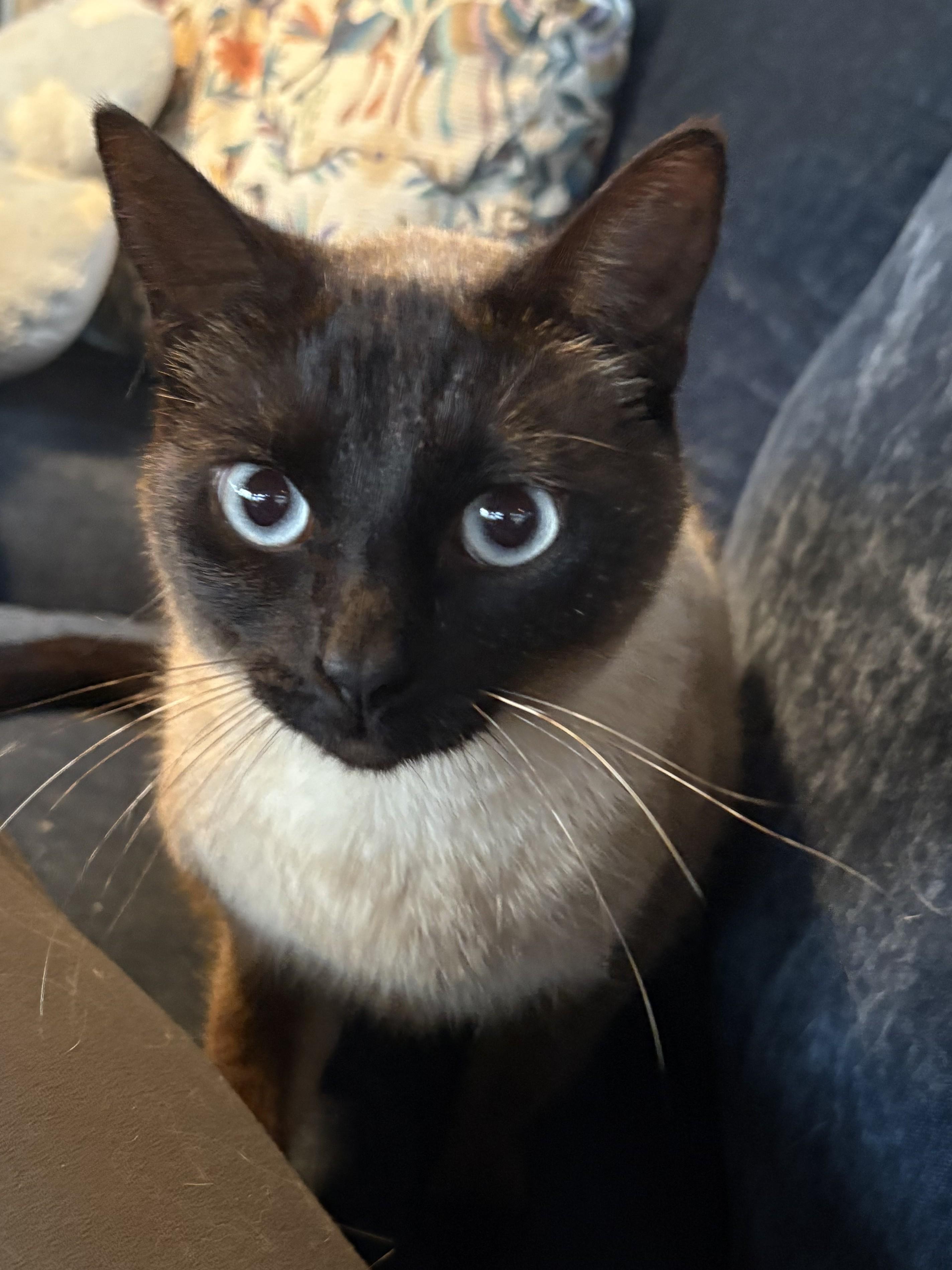 Enlarge Olivia, an adopted mixed breed in Hot Springs, AR image 2/6