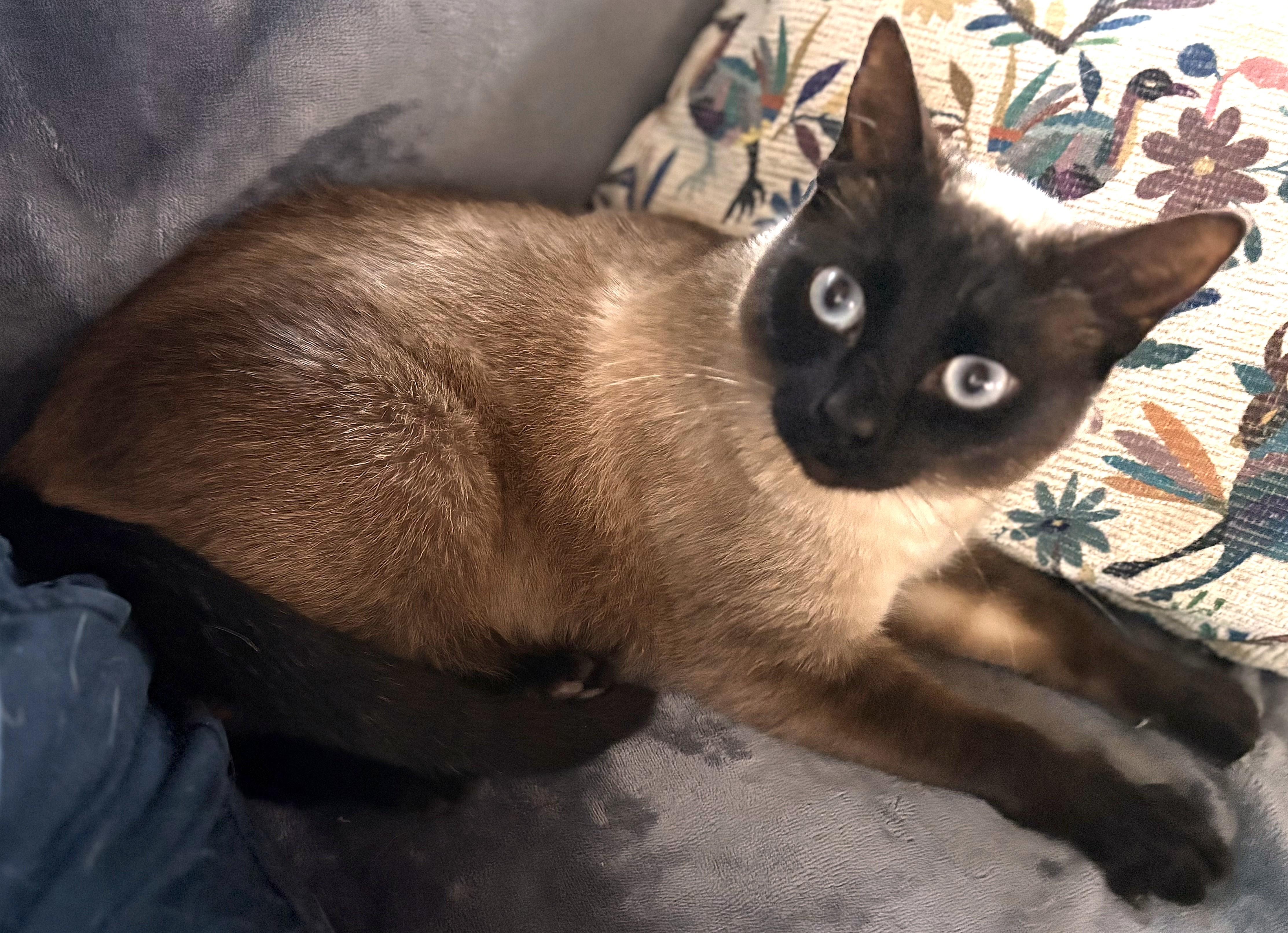 Enlarge Olivia, an adopted mixed breed in Hot Springs, AR image 5/6