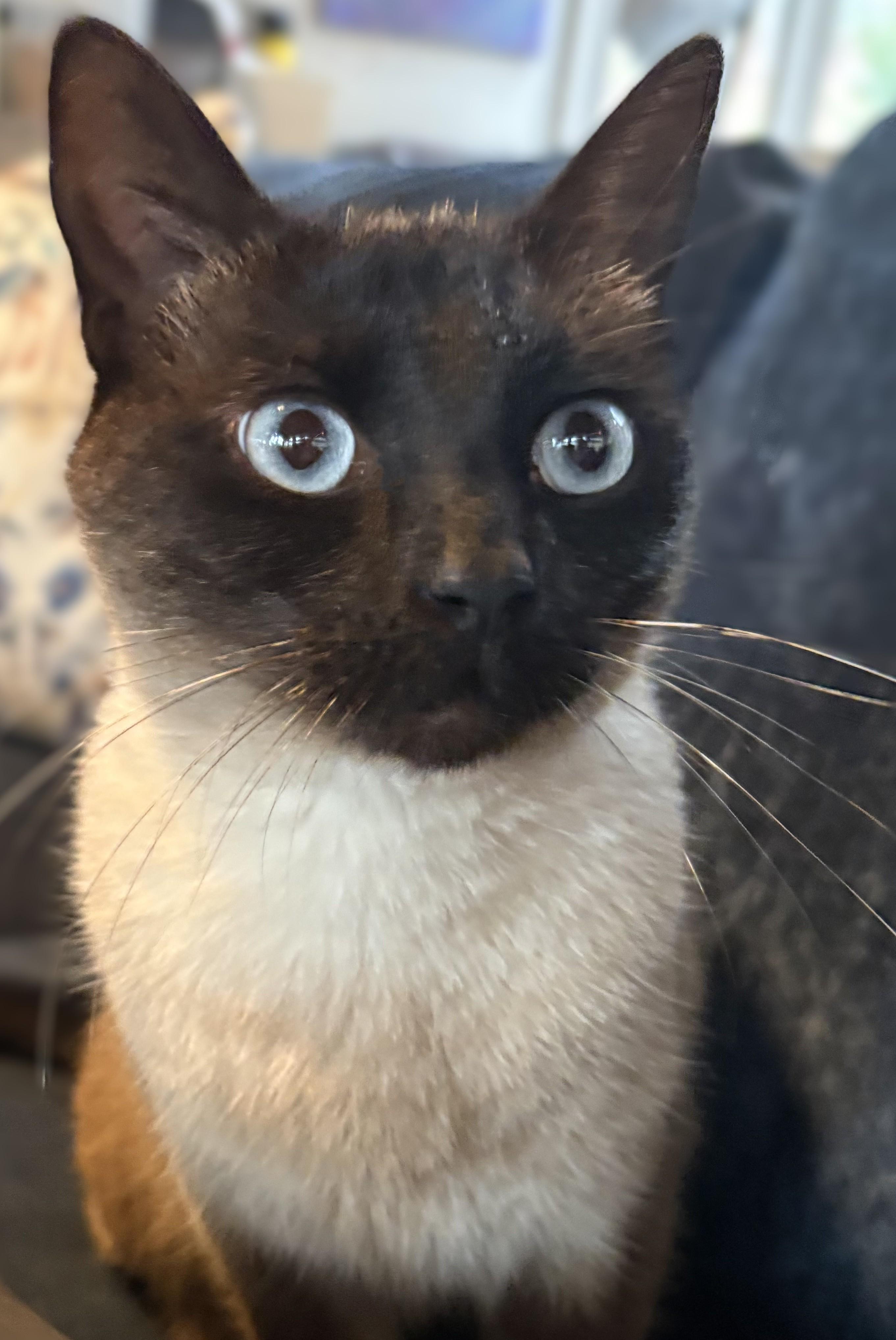 Olivia, adopted, Young Female American Shorthair & Siamese.