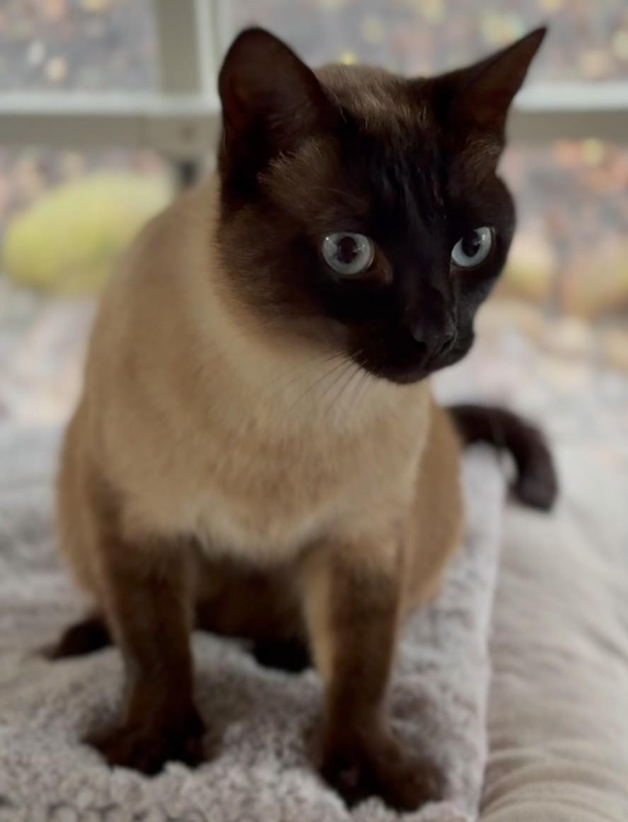 Enlarge Olivia, an adopted mixed breed in Hot Springs, AR image 4/6