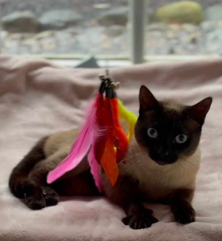 Enlarge Olivia, an adopted mixed breed in Hot Springs, AR image 3/6