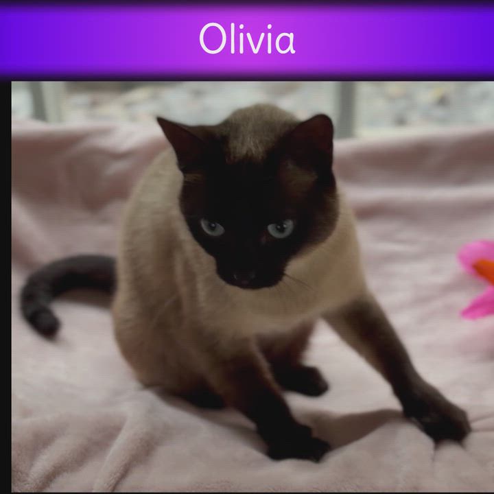 Enlarge Olivia, an adopted mixed breed in Hot Springs, AR video 6/6