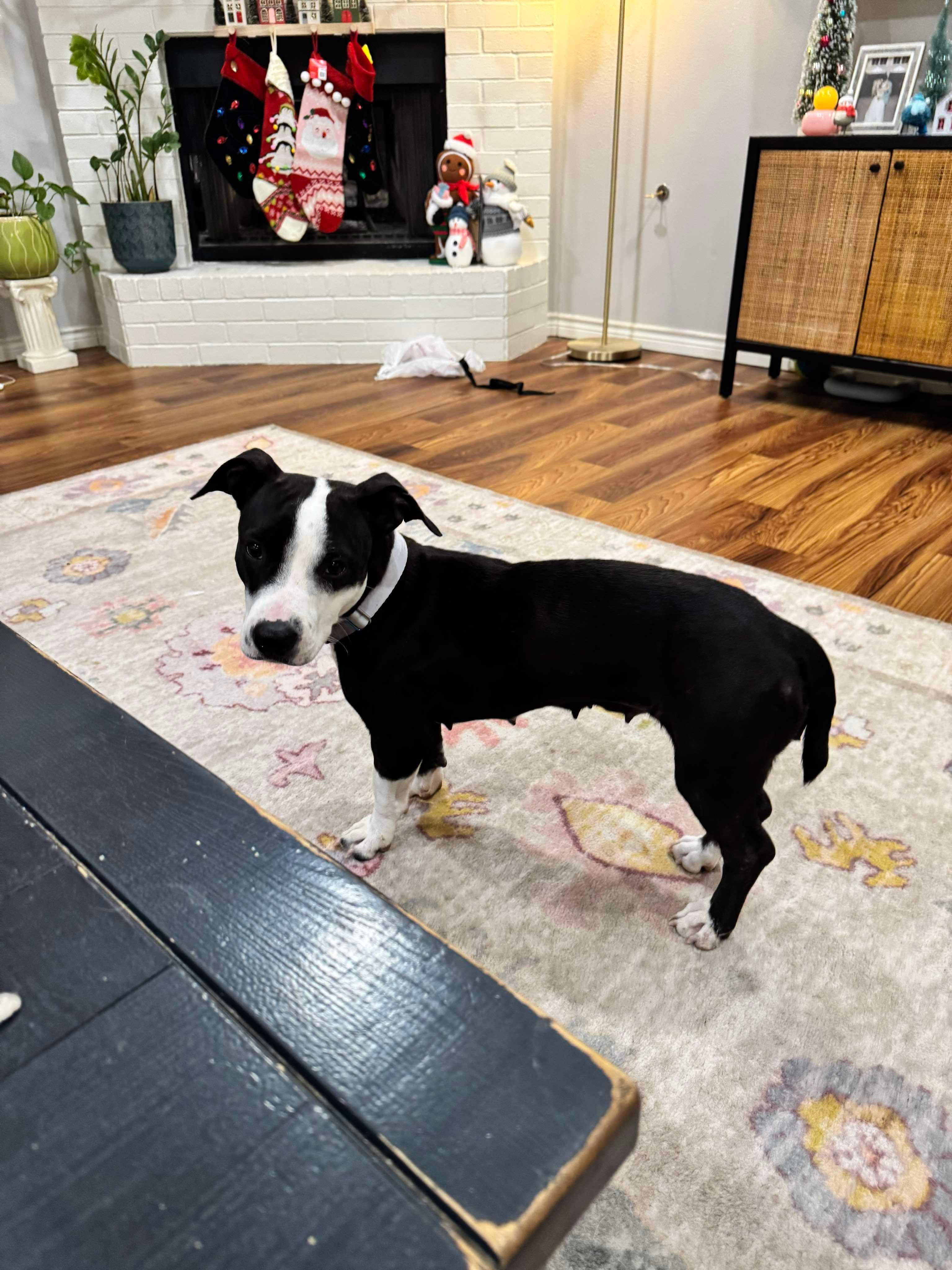 Tiny Tina, Adoptable, Adult Female Pit Bull Terrier.