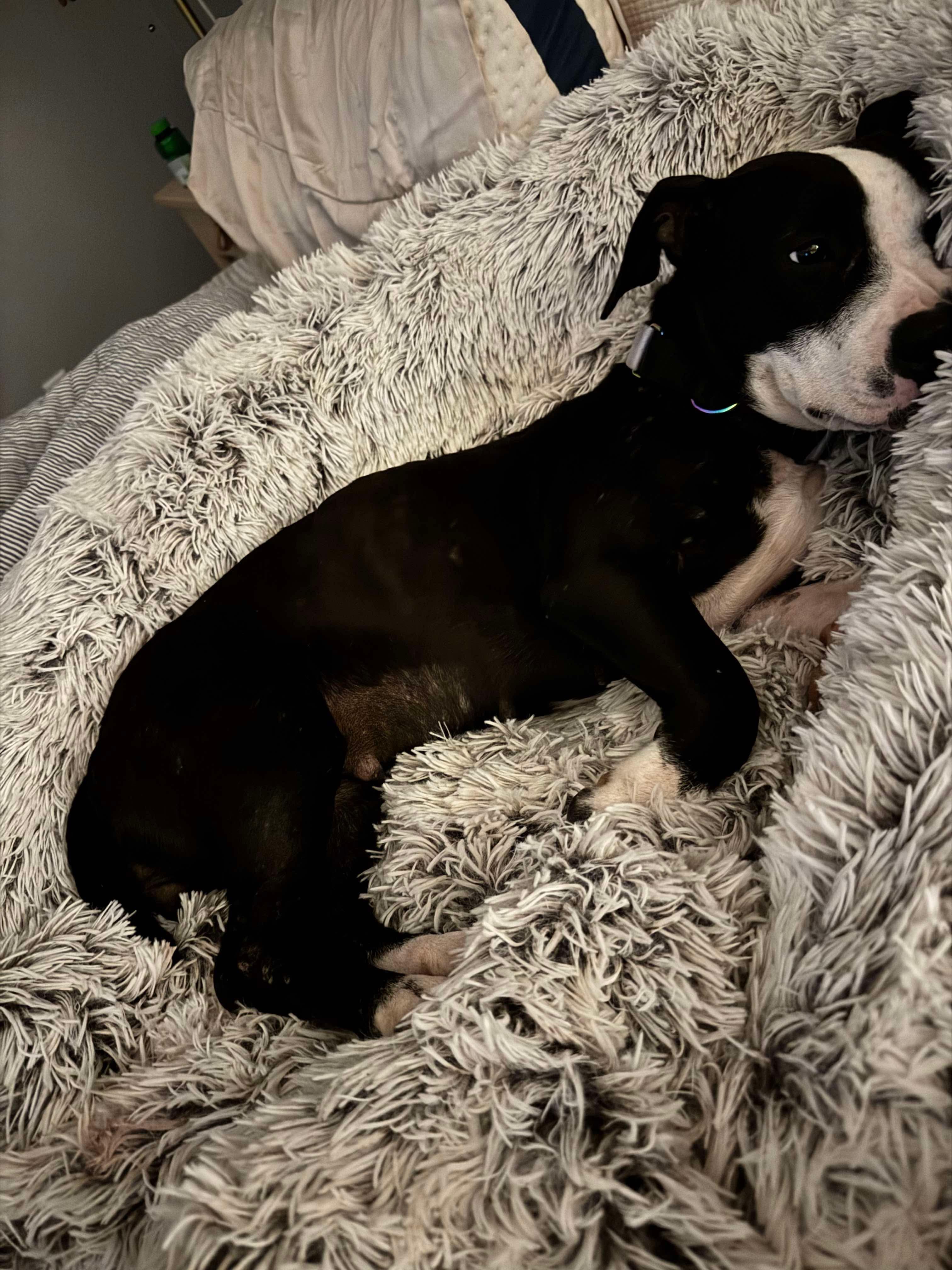 Tiny Tina, a Adoptable mixed breed in Yonkers, NY image 2/6