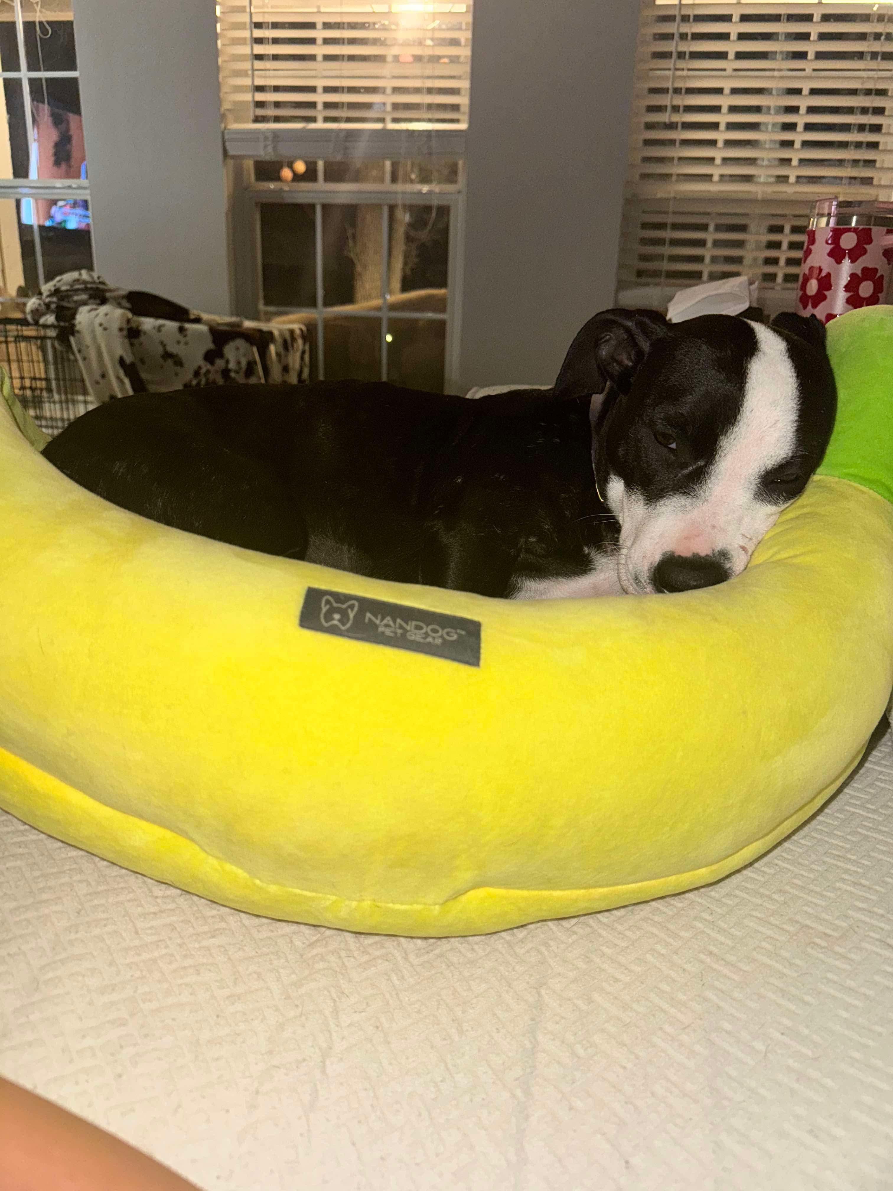 Tiny Tina, a Adoptable mixed breed in Yonkers, NY image 3/6