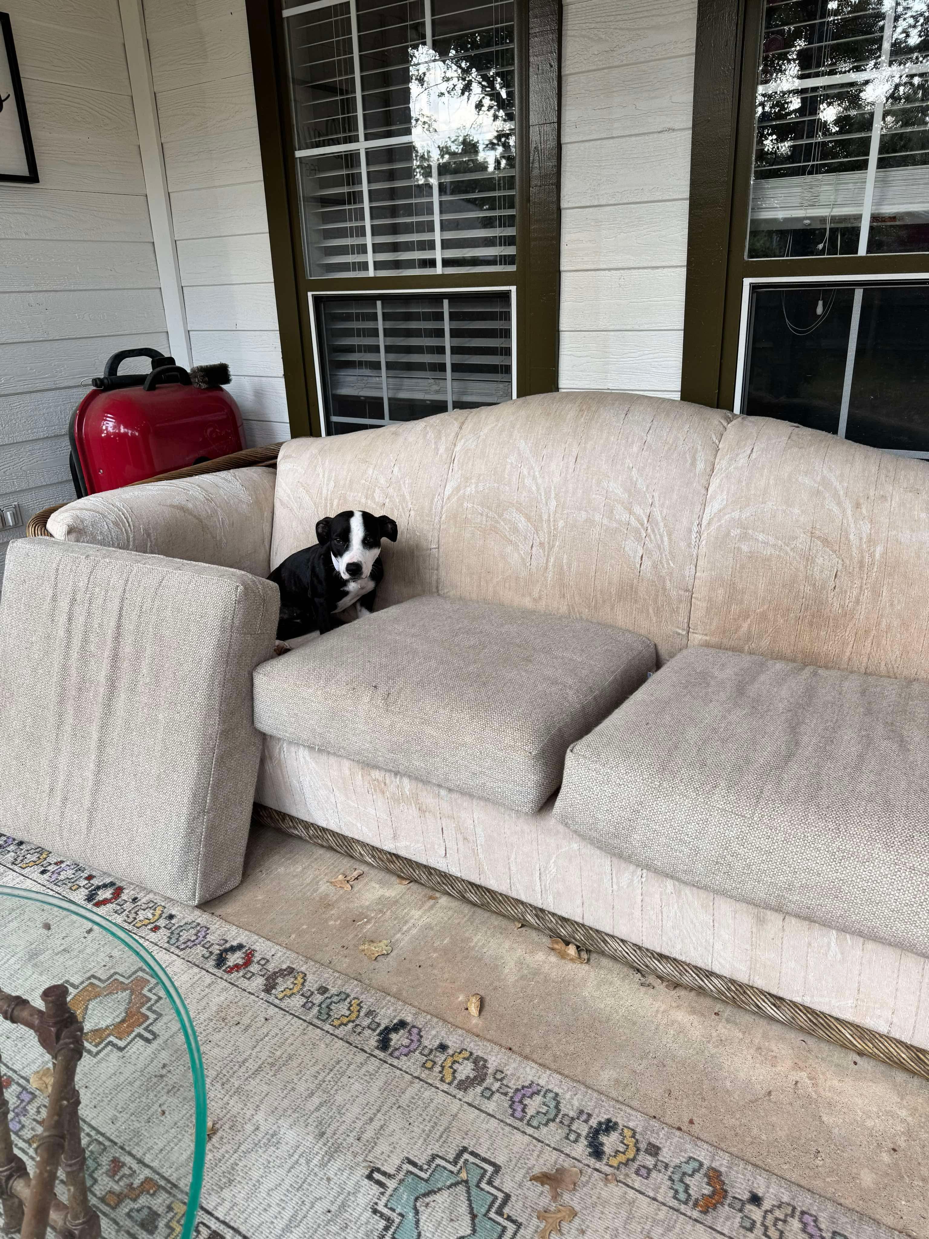 Tiny Tina, a Adoptable mixed breed in Yonkers, NY image 4/6