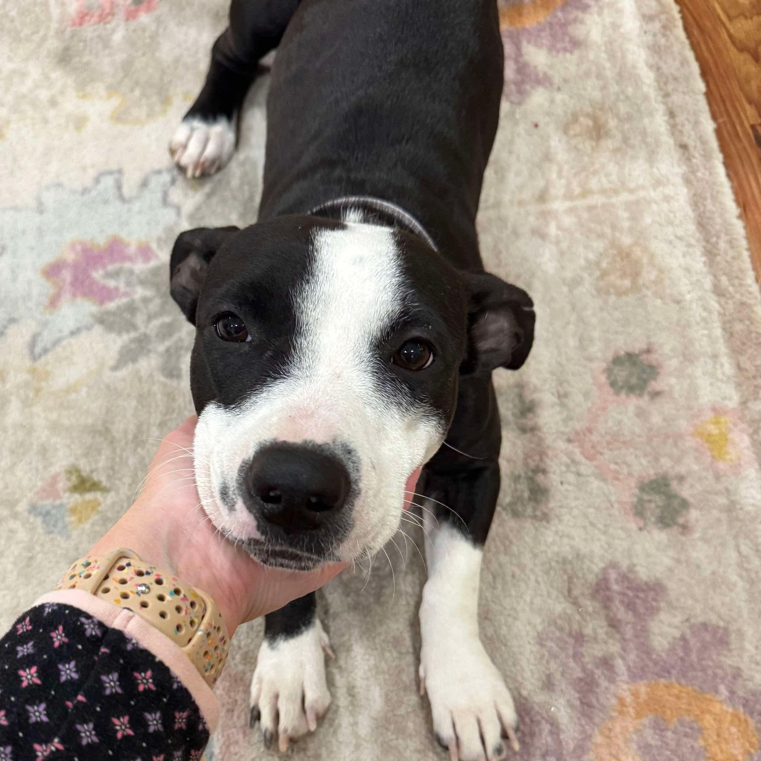 Enlarge Tiny Tina, a Adoptable mixed breed in Yonkers, NY image 1/6