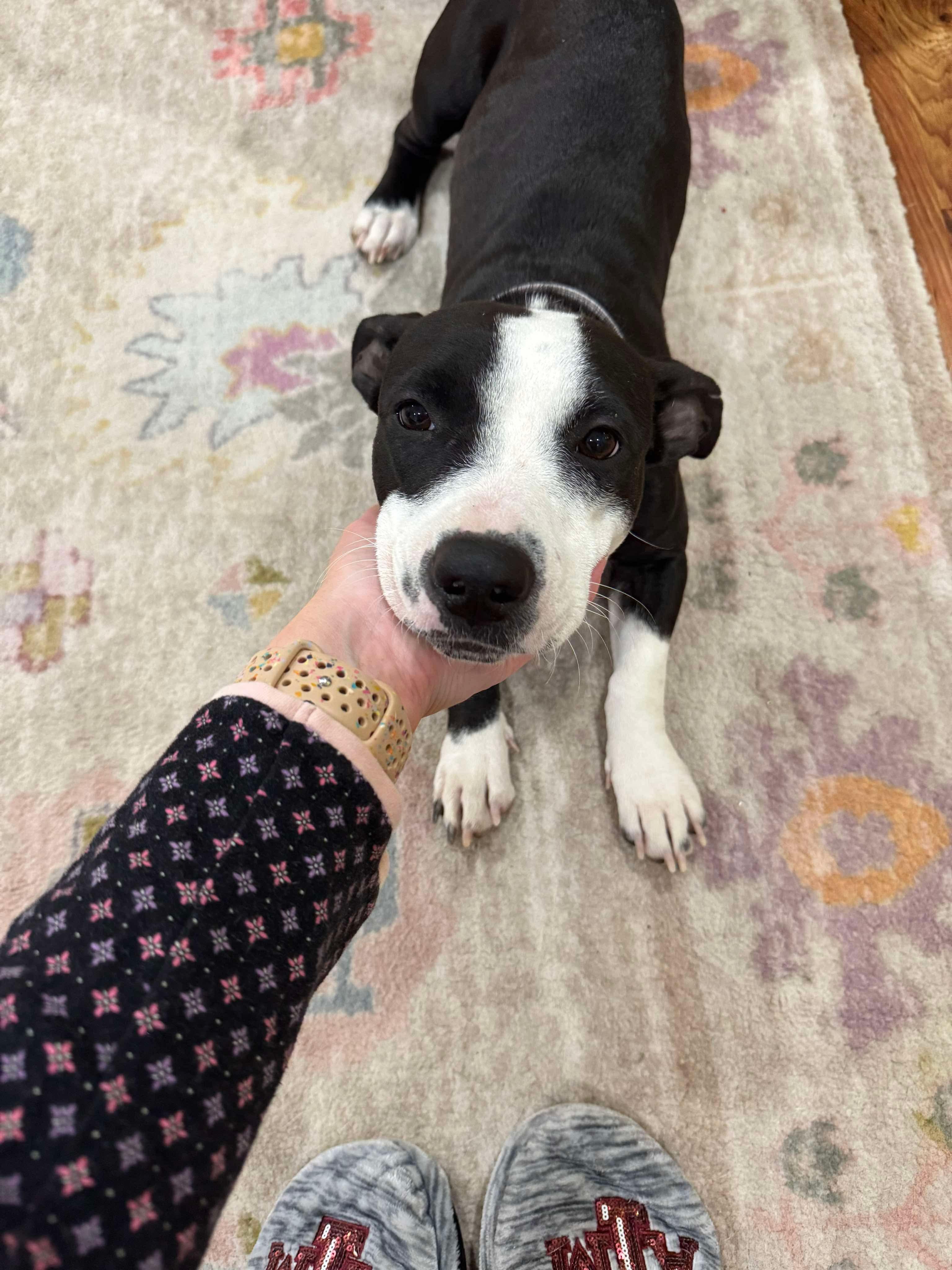 Tiny Tina, a Adoptable mixed breed in Yonkers, NY image 5/6