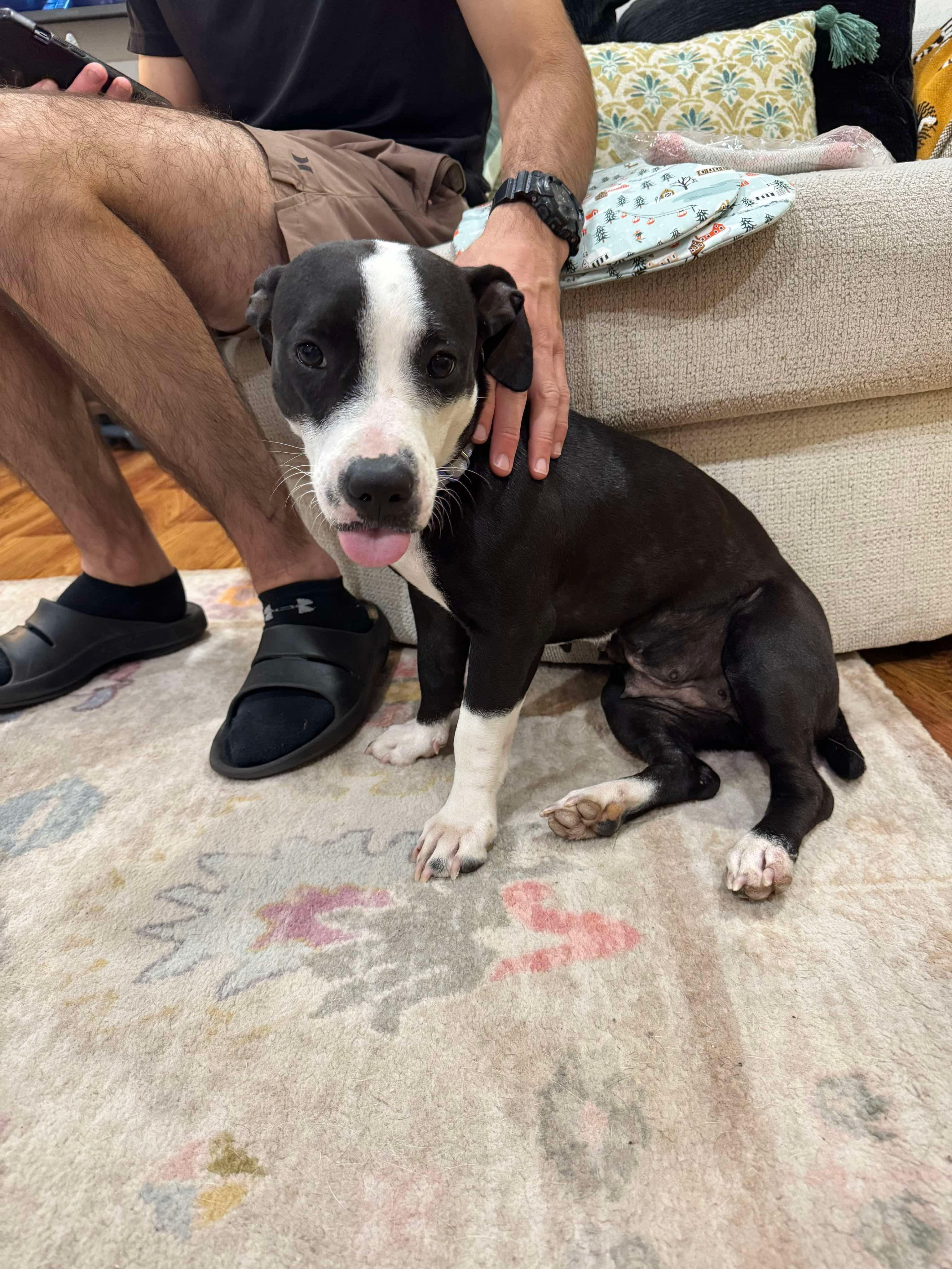 Tiny Tina, a Adoptable mixed breed in Yonkers, NY image 6/6